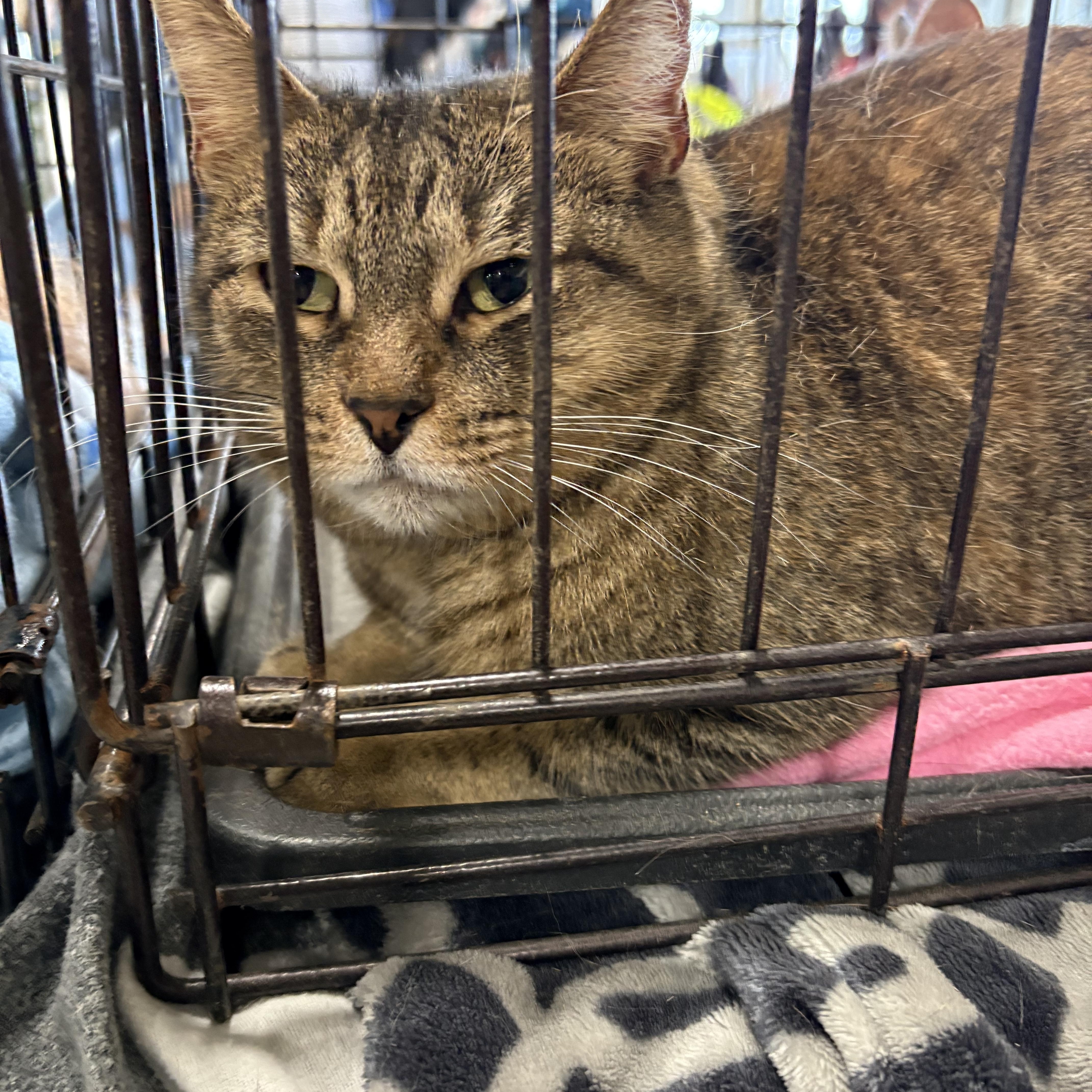 Minnie, ADOPTABLE, Adult Female Tabby.