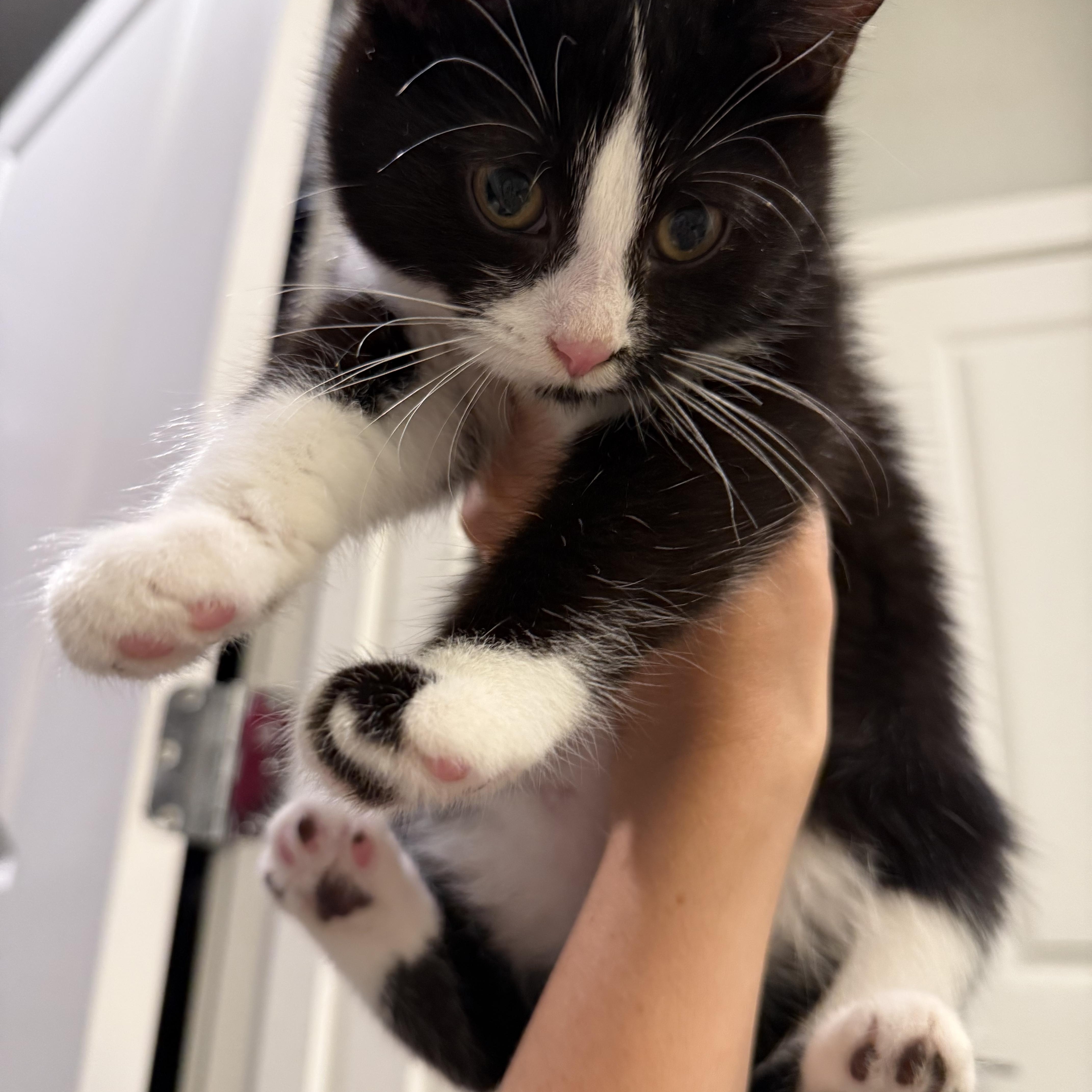 April, Adoptable, Kitten Female Domestic Short Hair.