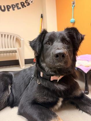 Enlarge Magdalena, a Adoptable mixed breed in Bellingham, WA image 3/3