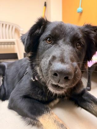 Enlarge Magdalena, a Adoptable mixed breed in Bellingham, WA image 2/3