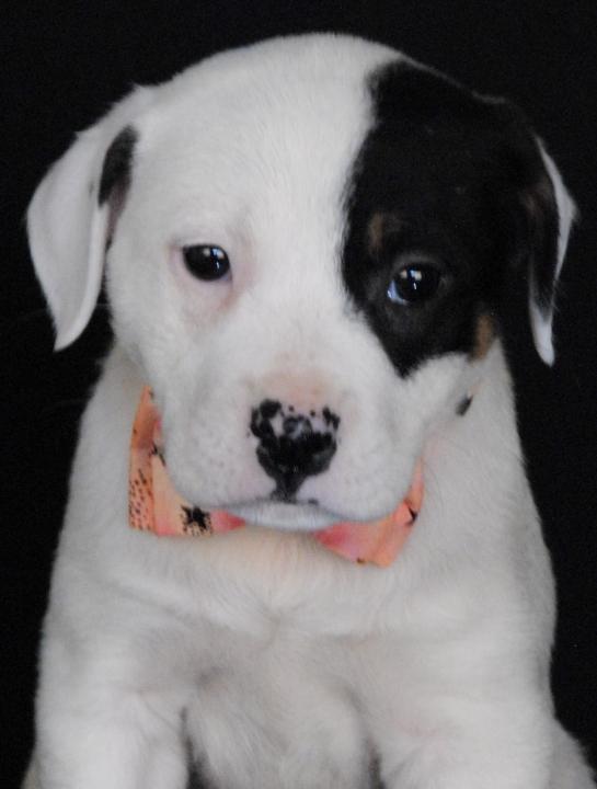 Ethel, adopted, Puppy Female Terrier & Beagle.