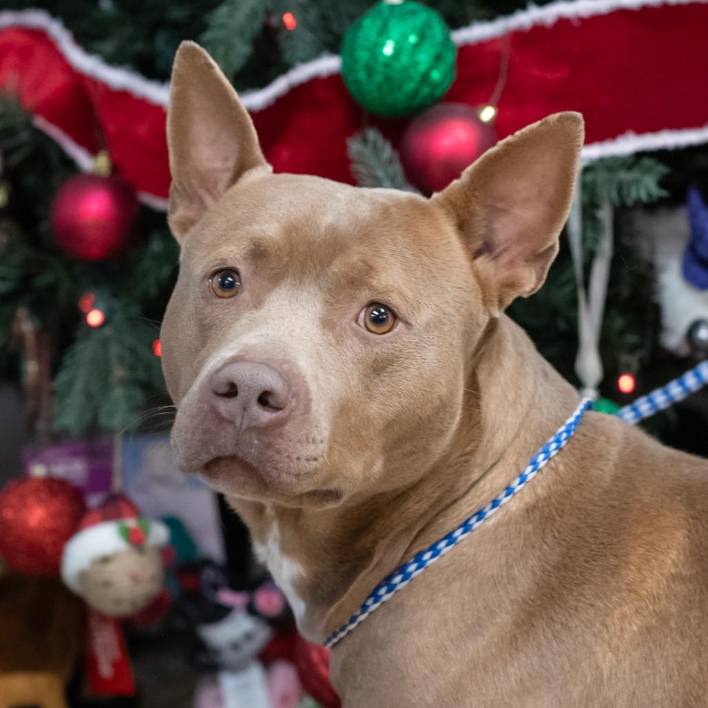 NORTH-30360, Adoptable, Adult Male Pit Bull Terrier.