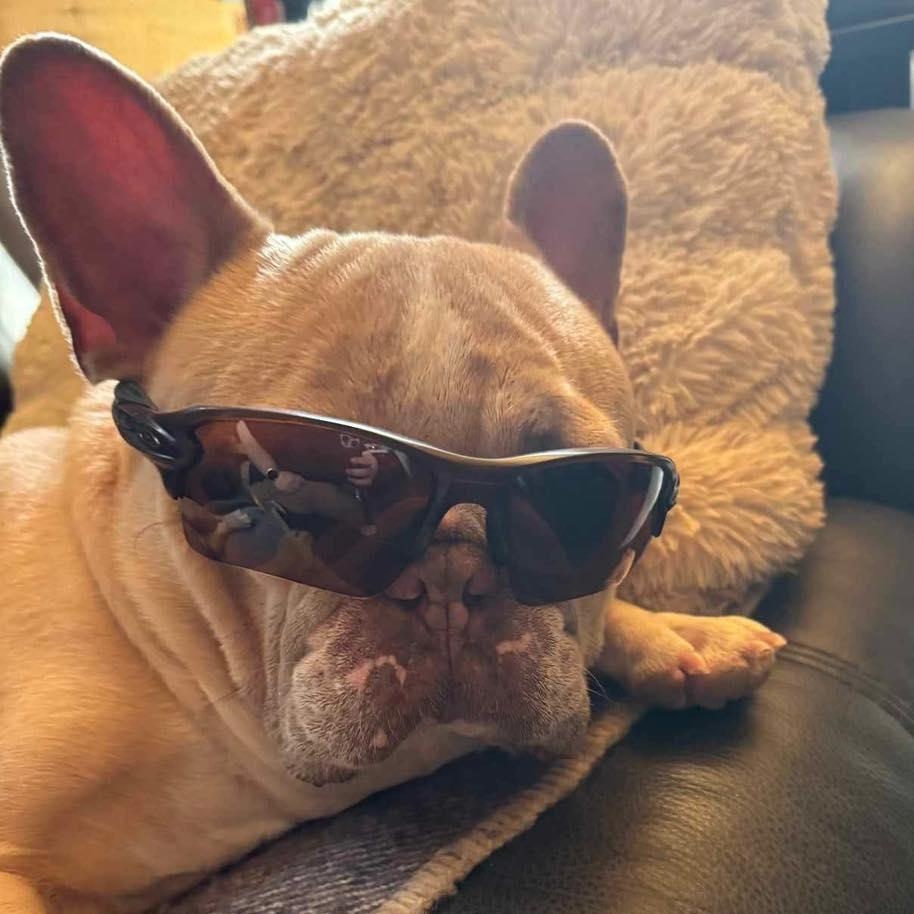 Wilson, an adoptable French Bulldog in Calgary, AB, T2Y 3W0 | Photo Image 5