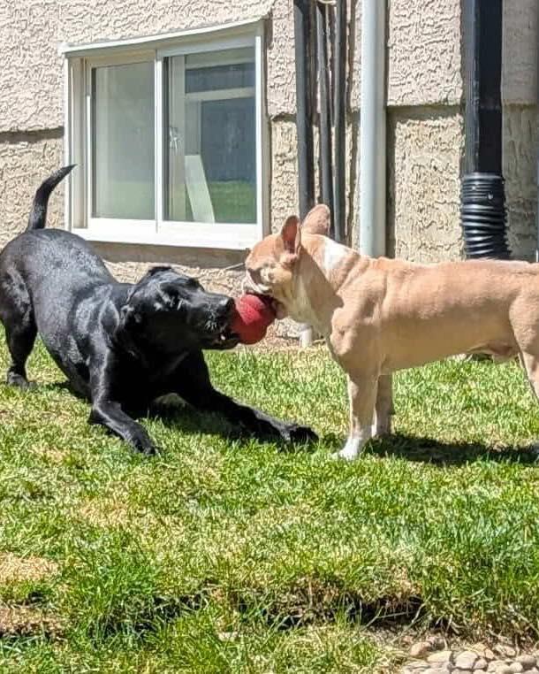 Wilson, an adoptable French Bulldog in Calgary, AB, T2Y 3W0 | Photo Image 6