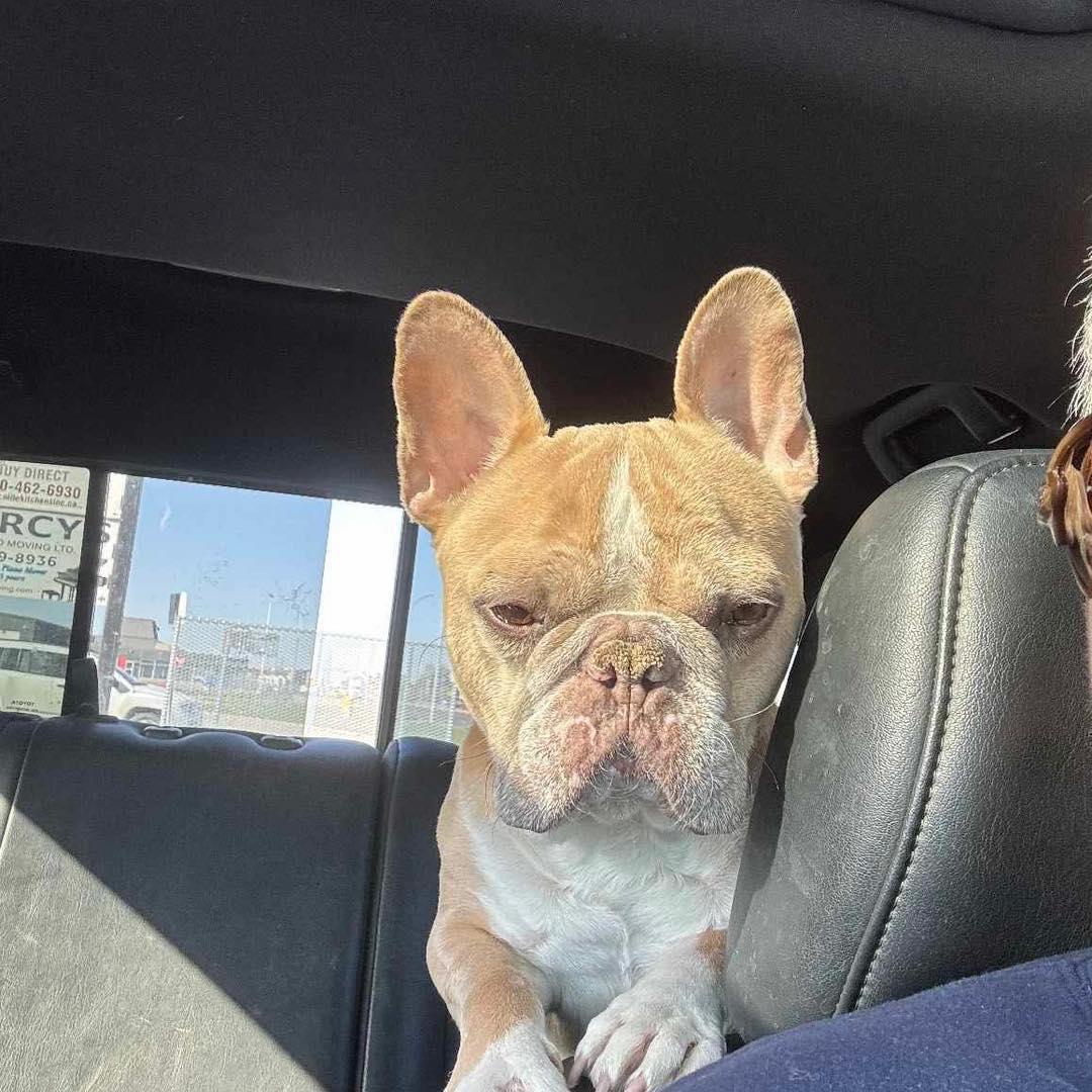 Wilson, an adoptable French Bulldog in Calgary, AB, T2Y 3W0 | Photo Image 3