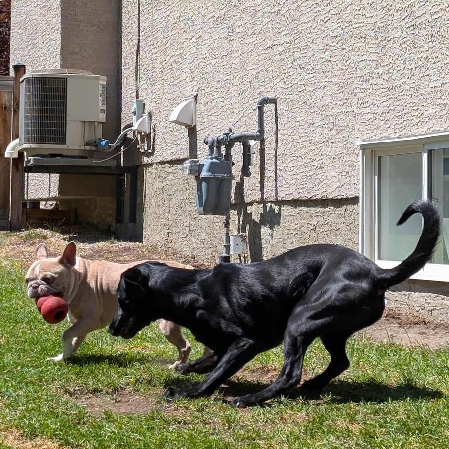 Wilson, an adoptable French Bulldog in Calgary, AB, T2Y 3W0 | Photo Image 4