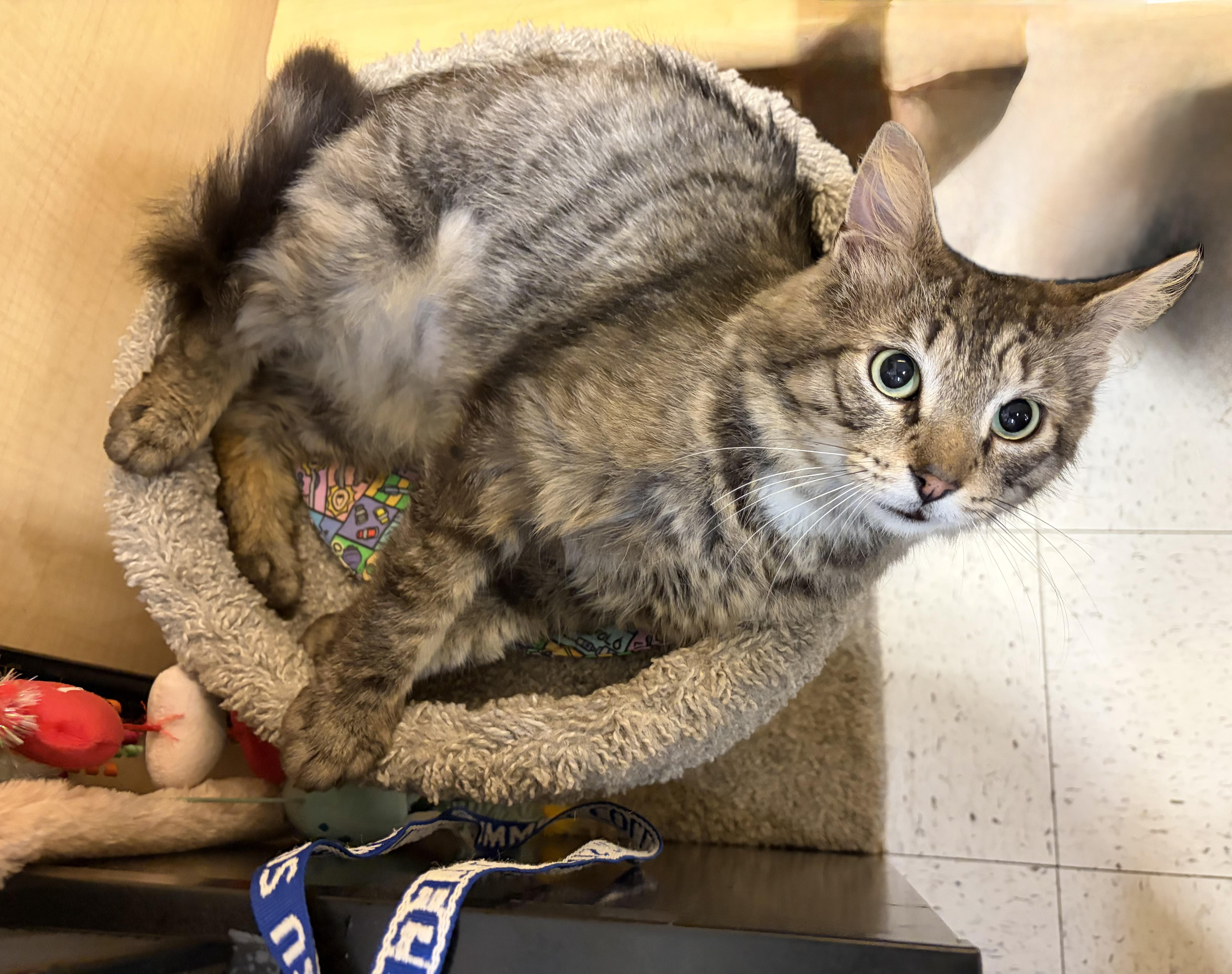 Enlarge Stuben, a Adoptable Domestic Long Hair in DeWitt, NY image 2/5