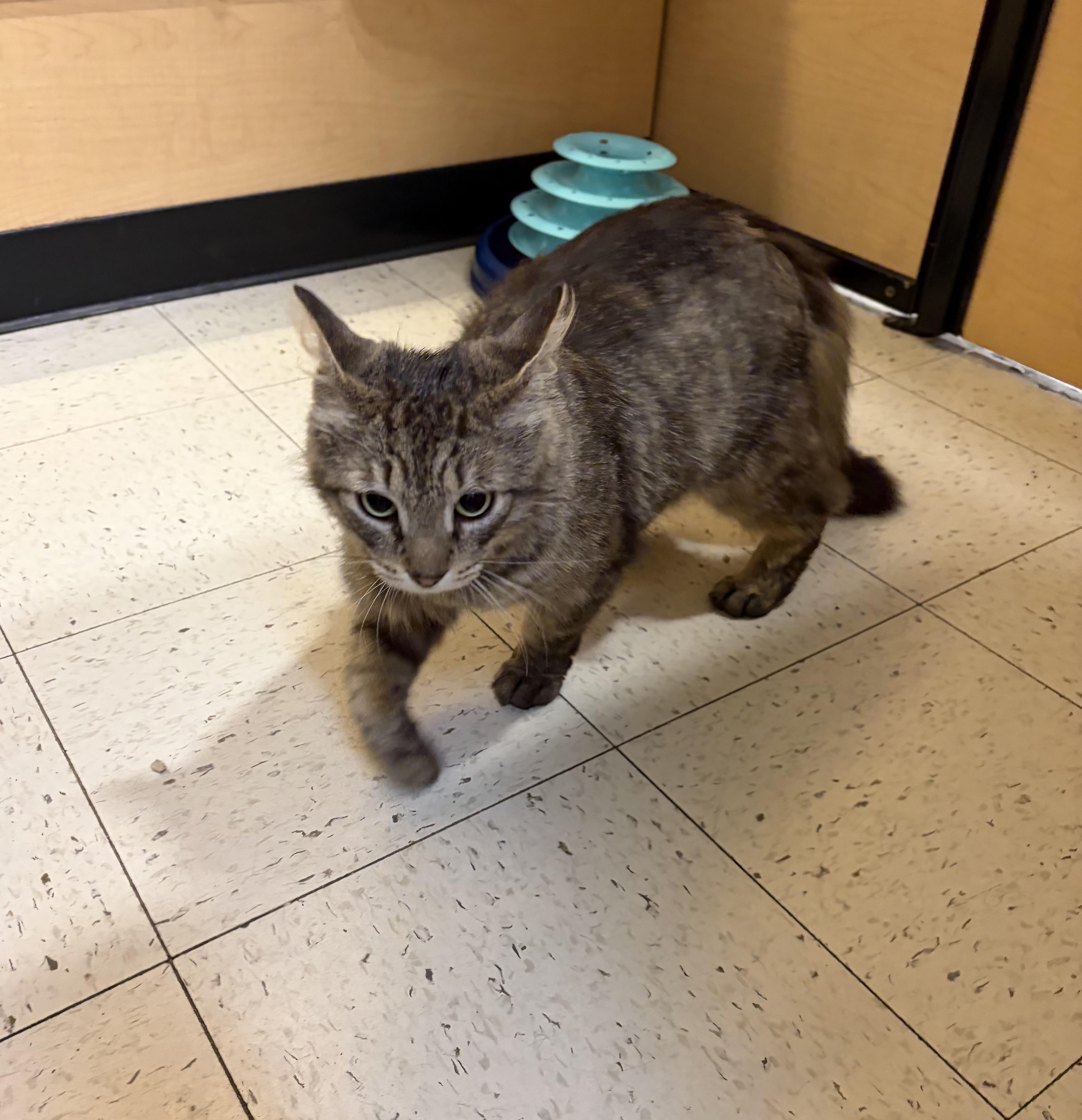 Enlarge Stuben, a Adoptable Domestic Long Hair in DeWitt, NY image 1/5