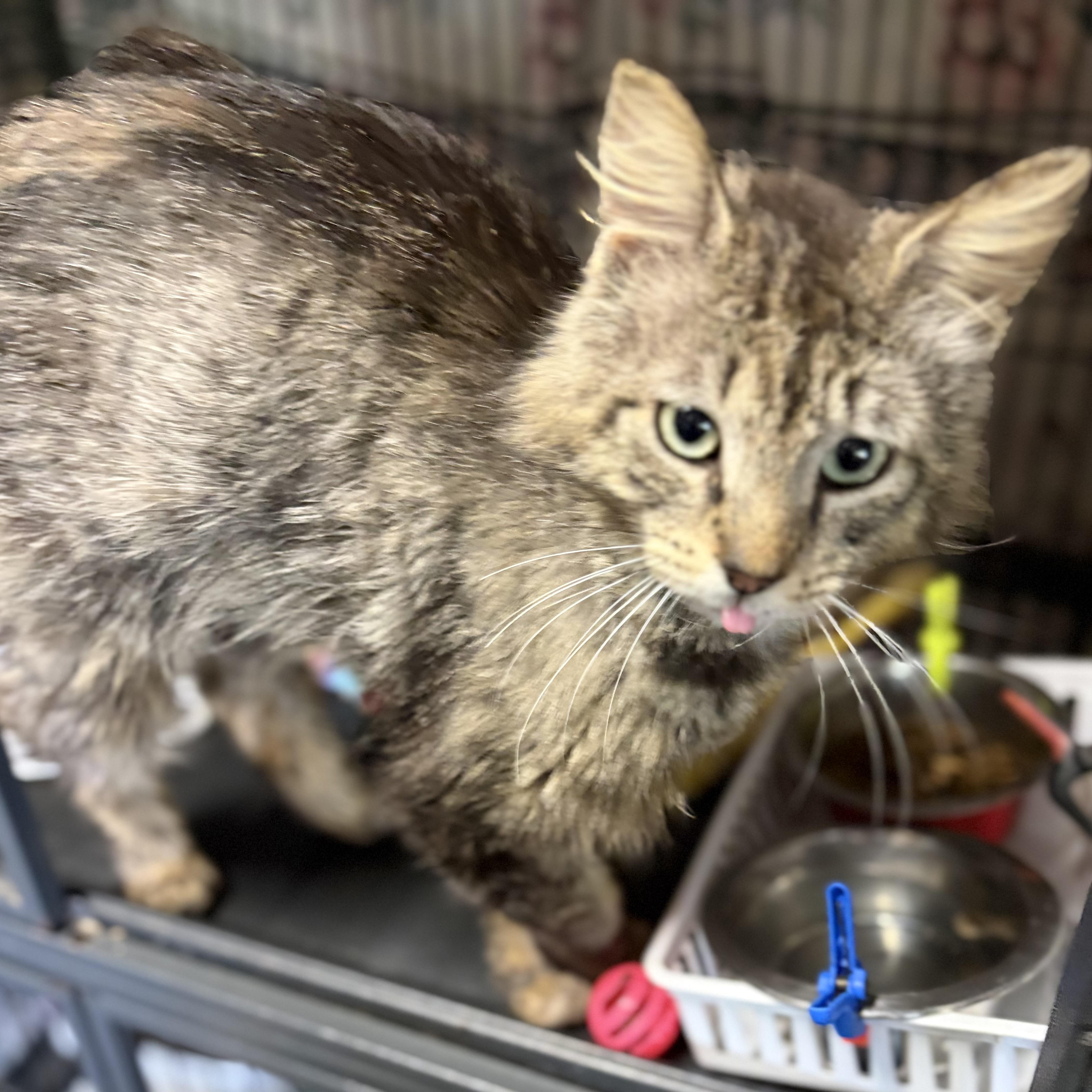 Enlarge Stuben, a Adoptable Domestic Long Hair in DeWitt, NY image 5/5