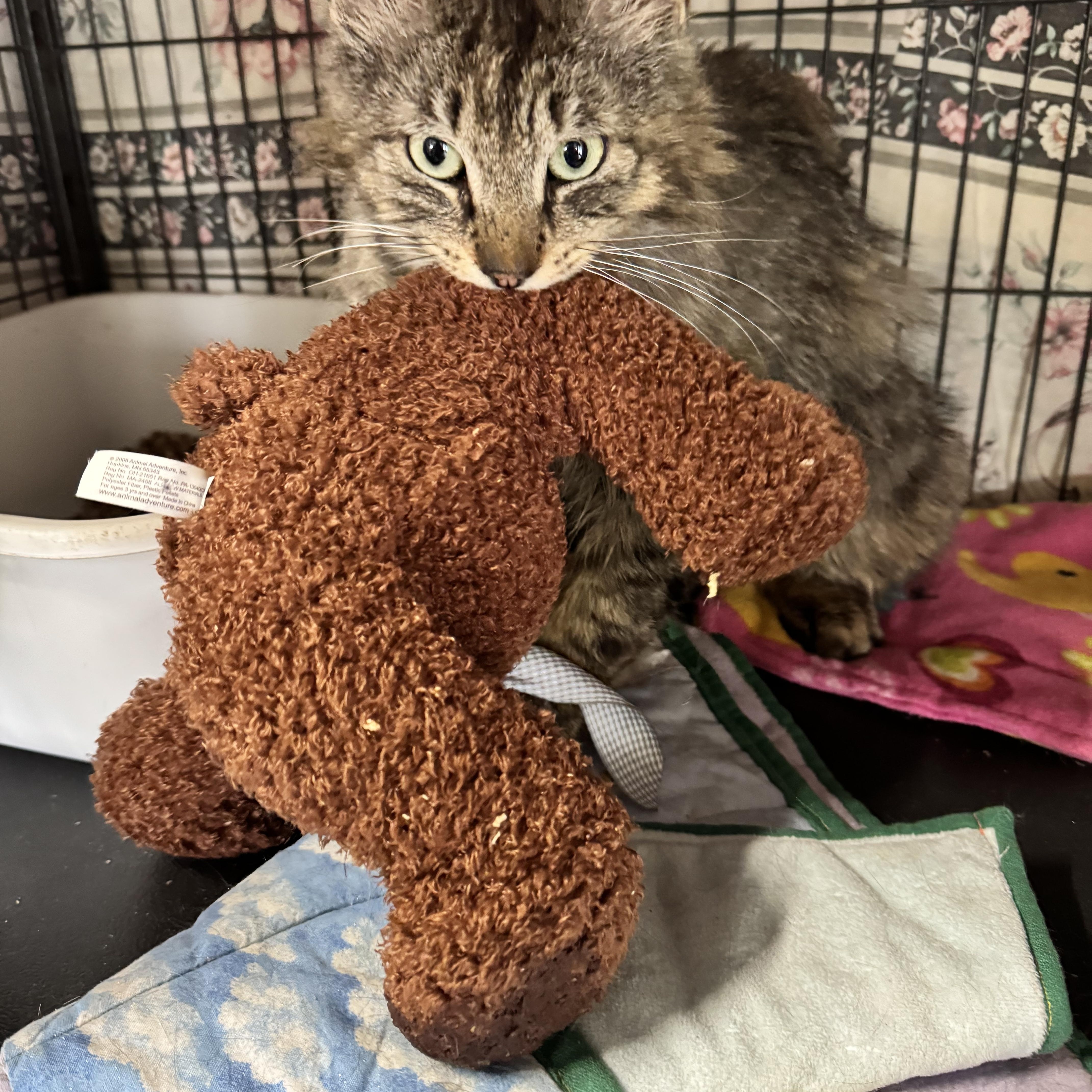 Enlarge Stuben, a Adoptable Domestic Long Hair in DeWitt, NY image 4/5