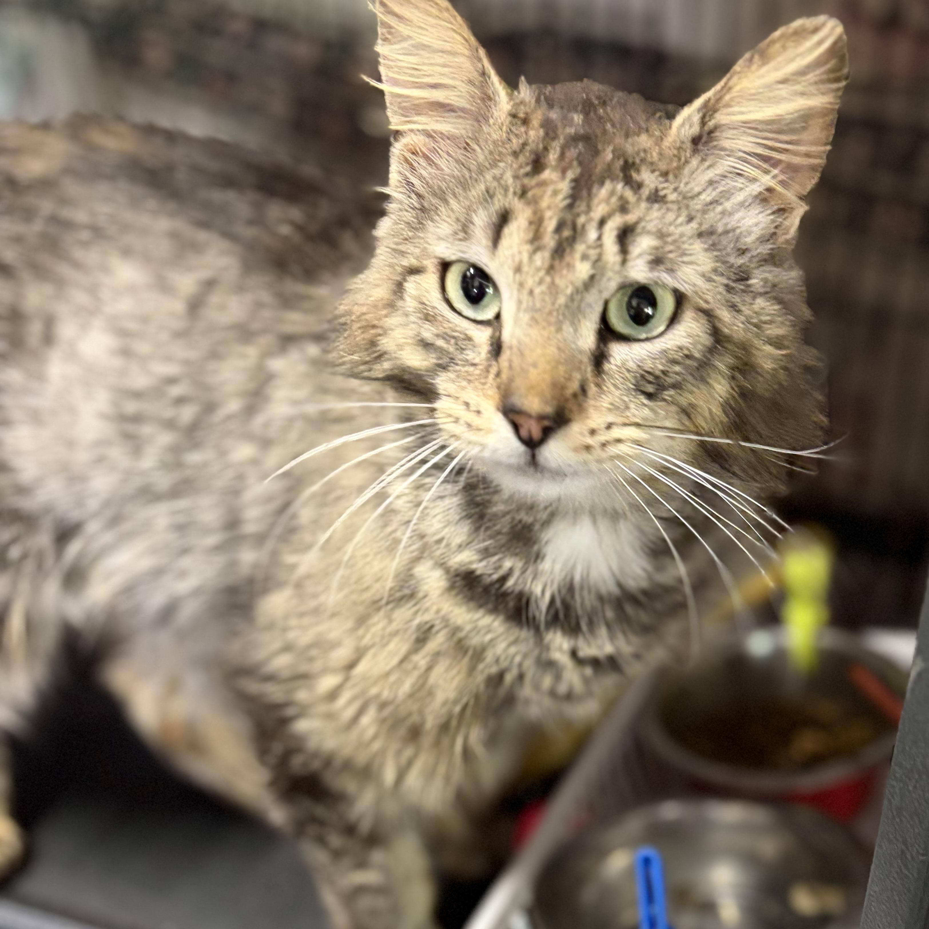 Enlarge Stuben, a Adoptable Domestic Long Hair in DeWitt, NY image 3/5