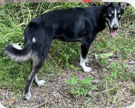 Enlarge Arcee, a Adoptable mixed breed in Bellingham, MA image 1/4