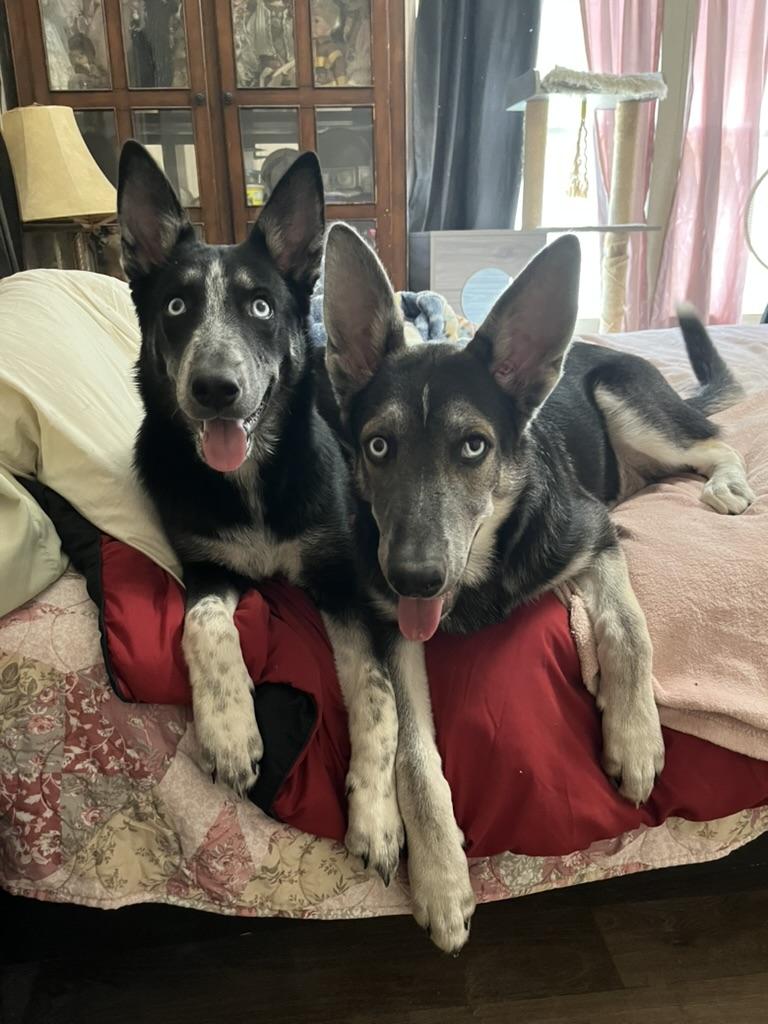 Arcee, adopted, Young Female Siberian Husky & German Shepherd Dog.