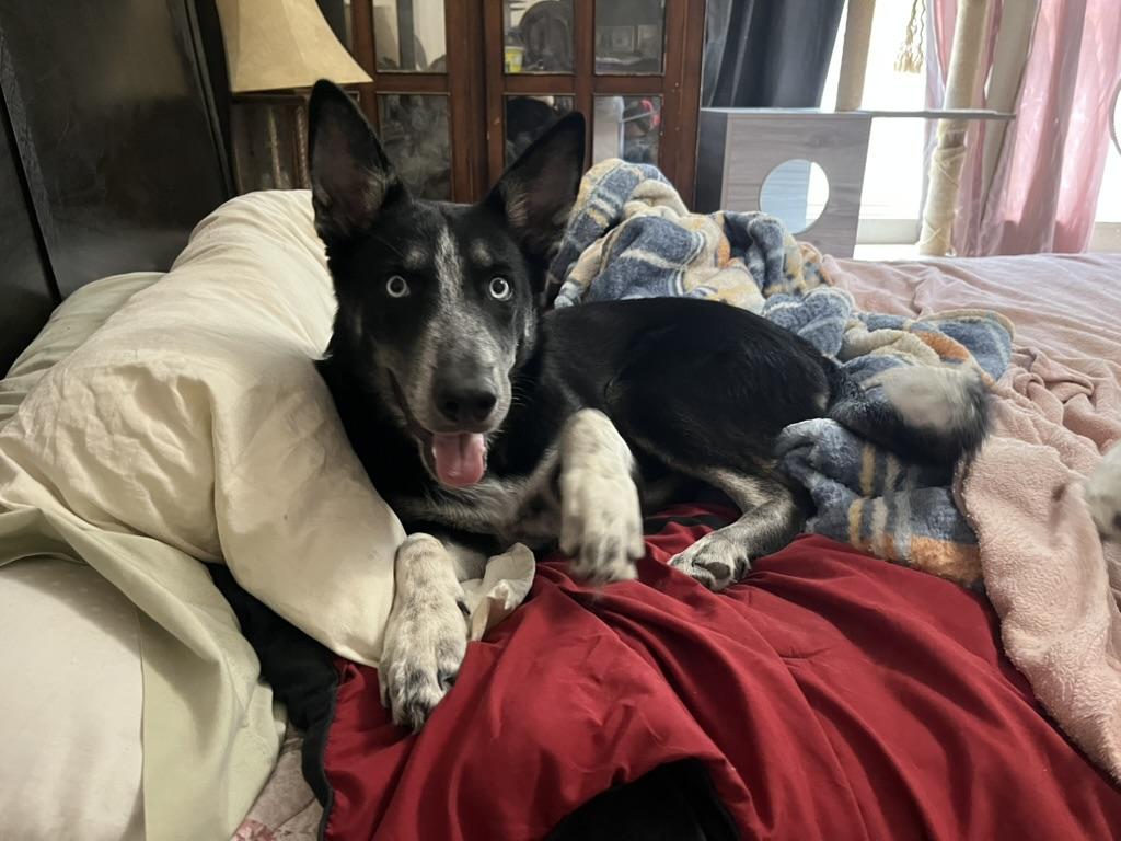 Arcee, Adoptable, Young Female Siberian Husky & German Shepherd Dog.