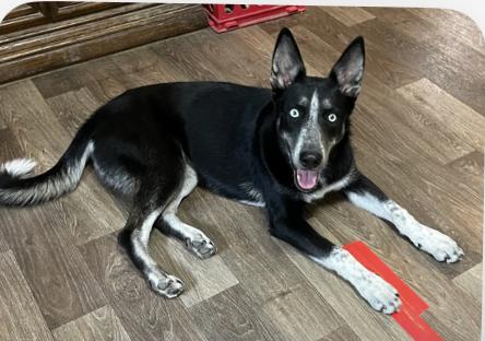 Enlarge Arcee, a Adoptable mixed breed in Bellingham, MA image 4/4