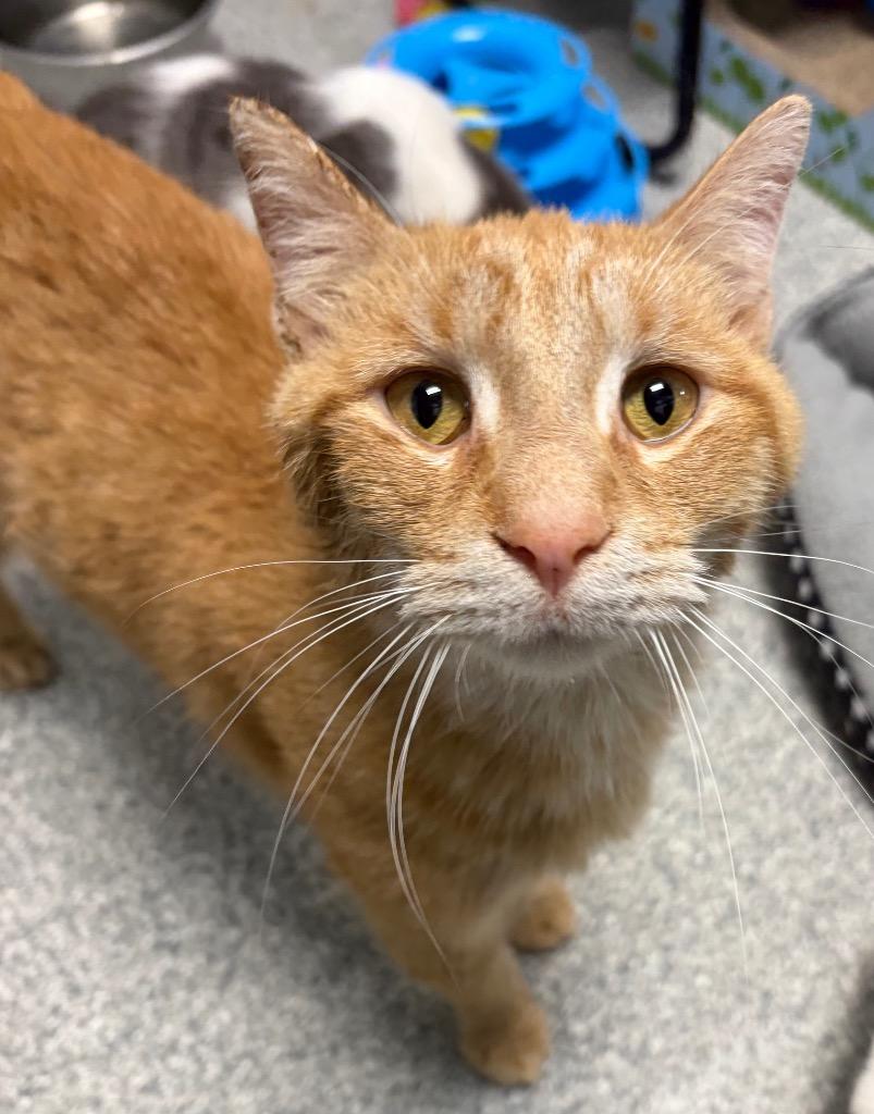 Torch, Adoptable, Adult Male Domestic Short Hair.