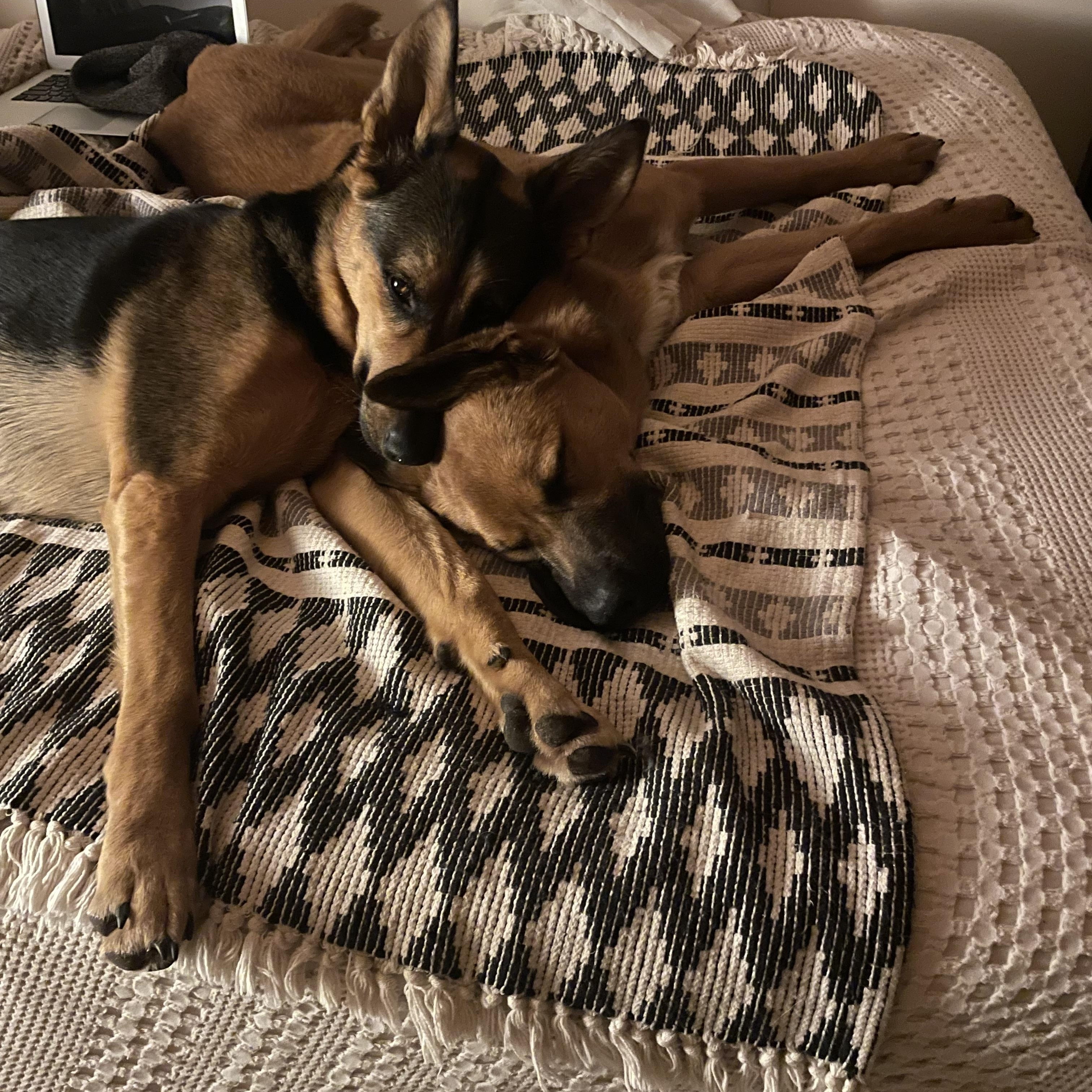 BOWIE, a Adoptable mixed breed in Woodland Hills, CA image 3/6