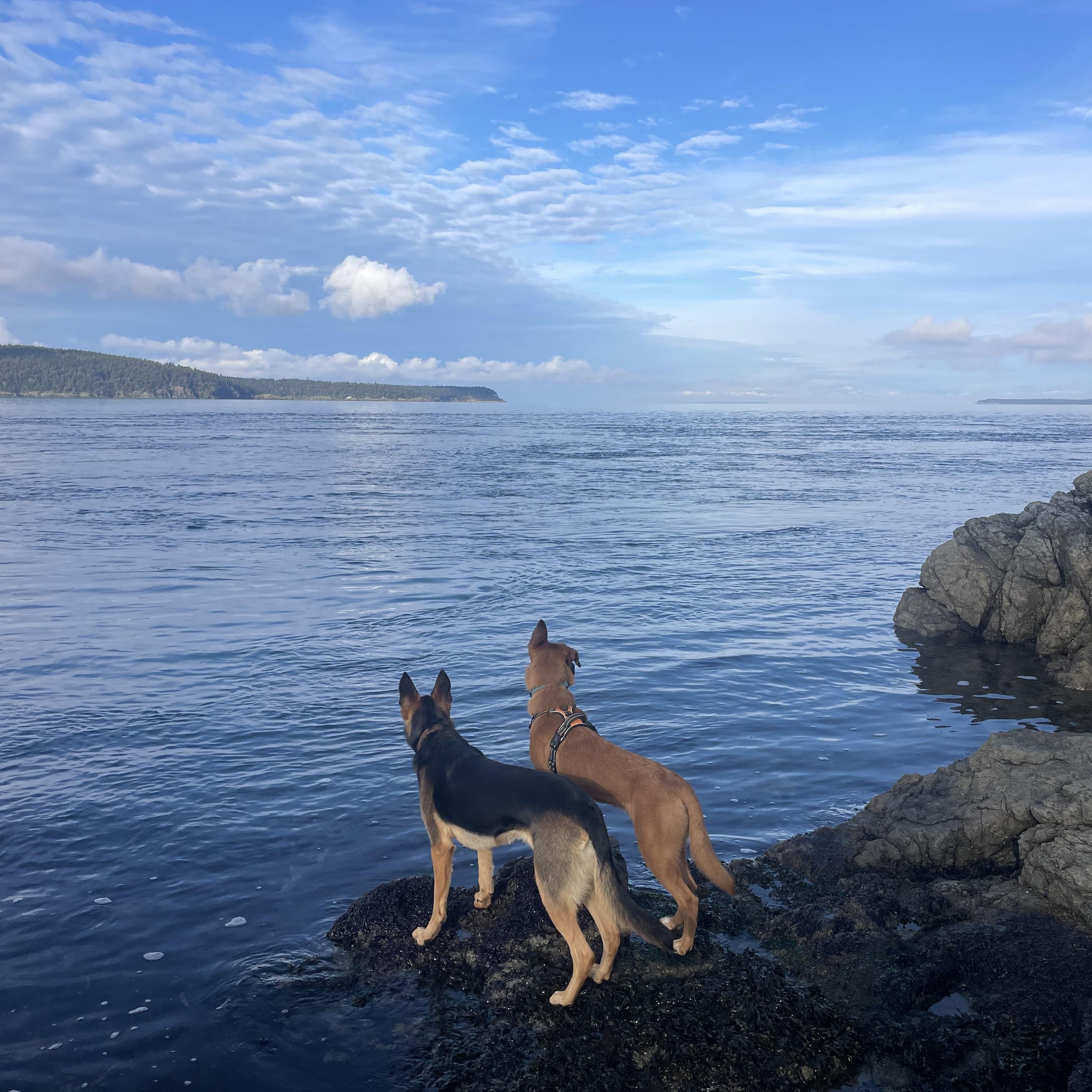 BOWIE, a Adoptable mixed breed in Woodland Hills, CA image 5/6