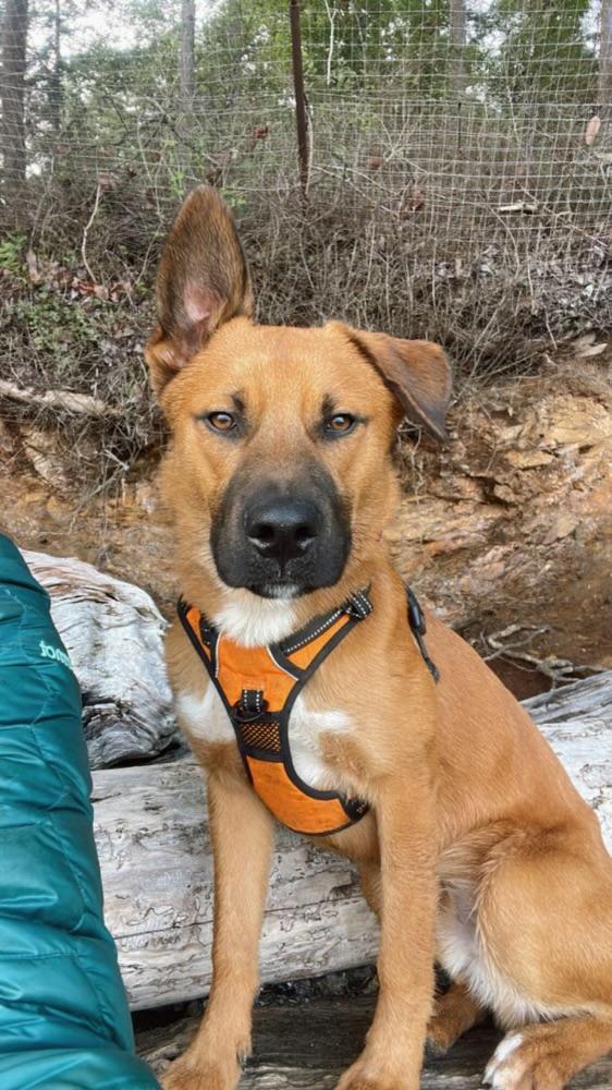 BOWIE, Adoptable, Adult Male German Shepherd Dog & Black Mouth Cur.