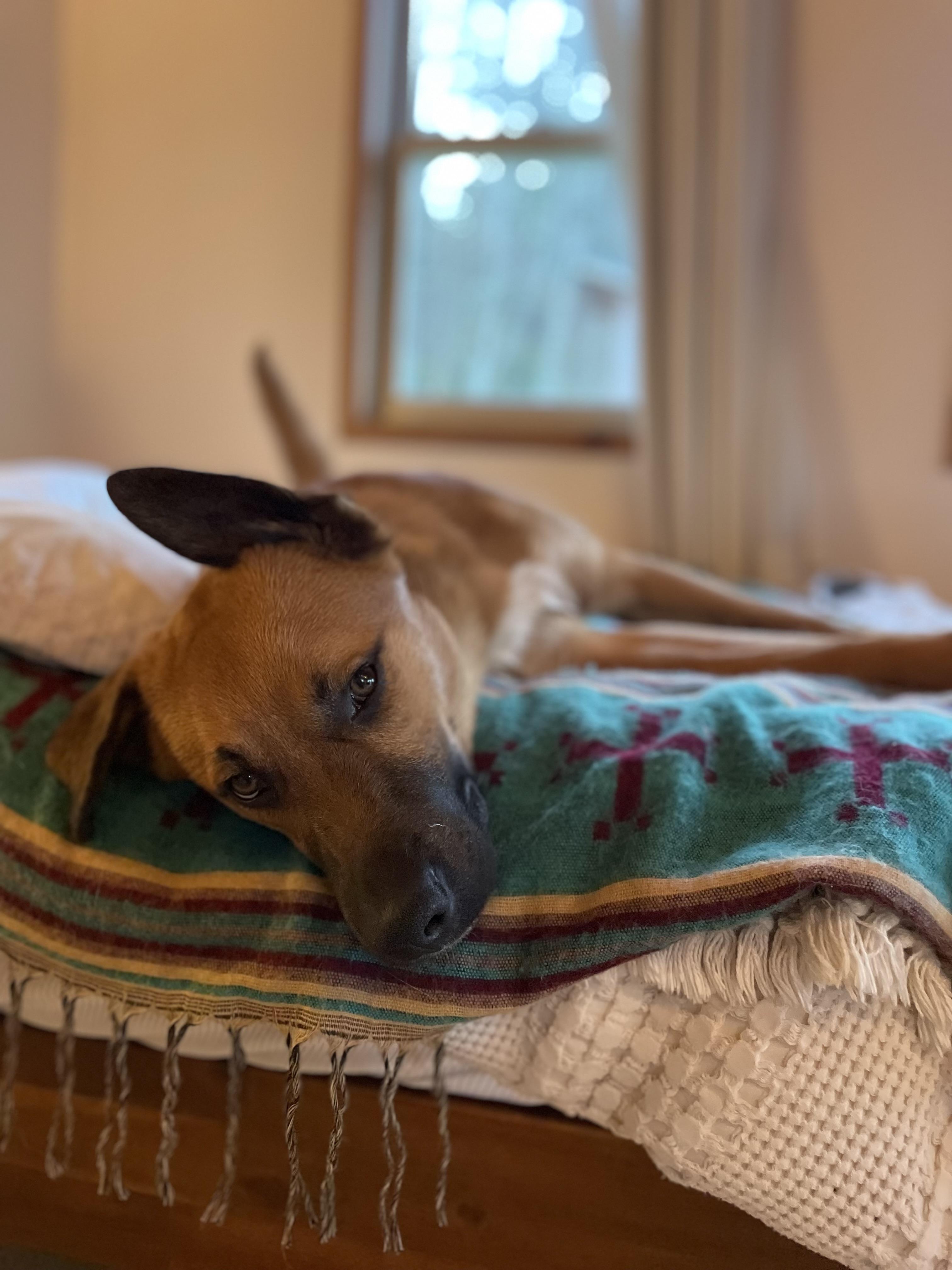 BOWIE, a Adoptable mixed breed in Woodland Hills, CA image 6/6
