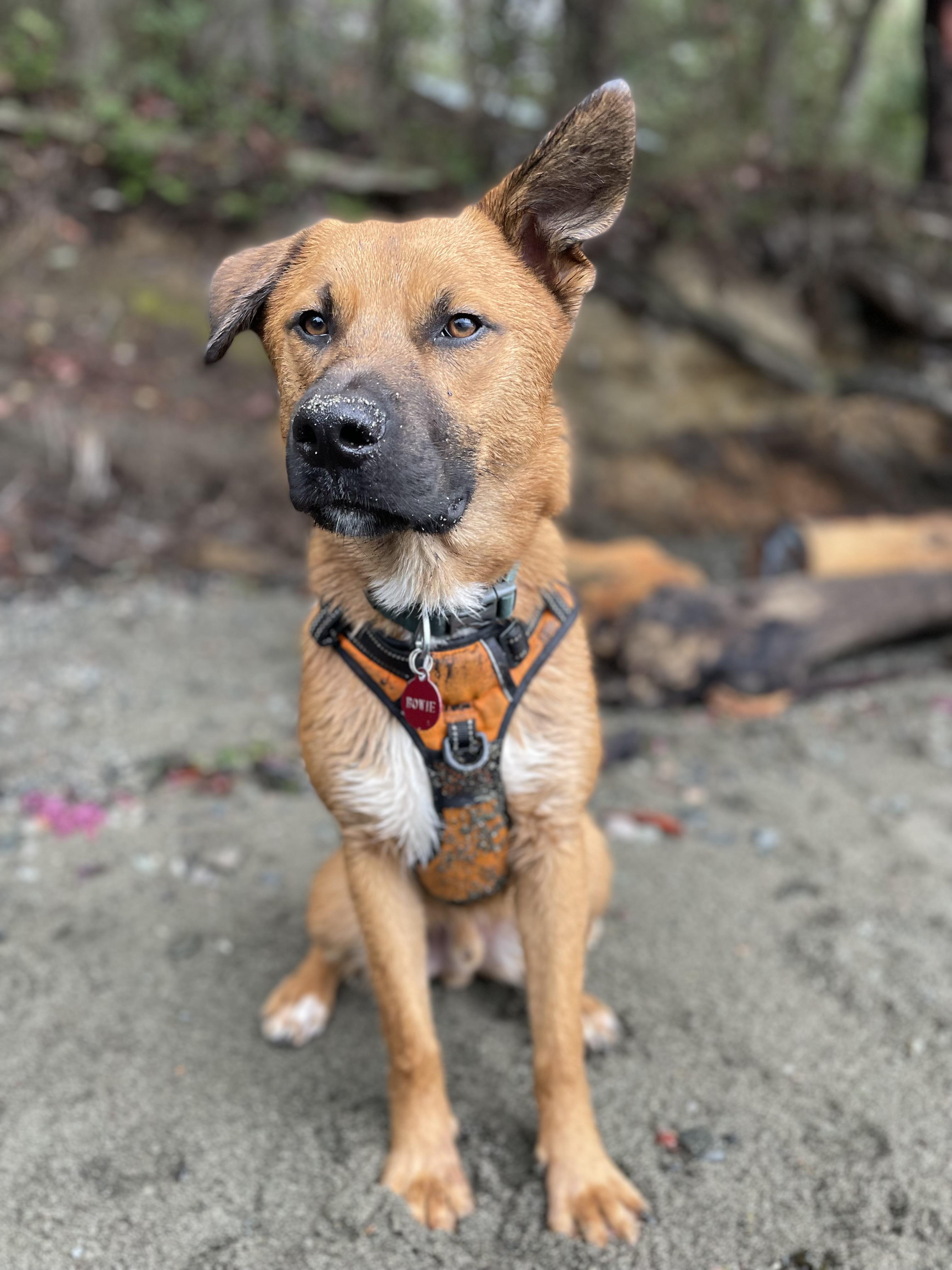 BOWIE, a Adoptable mixed breed in Woodland Hills, CA image 4/6