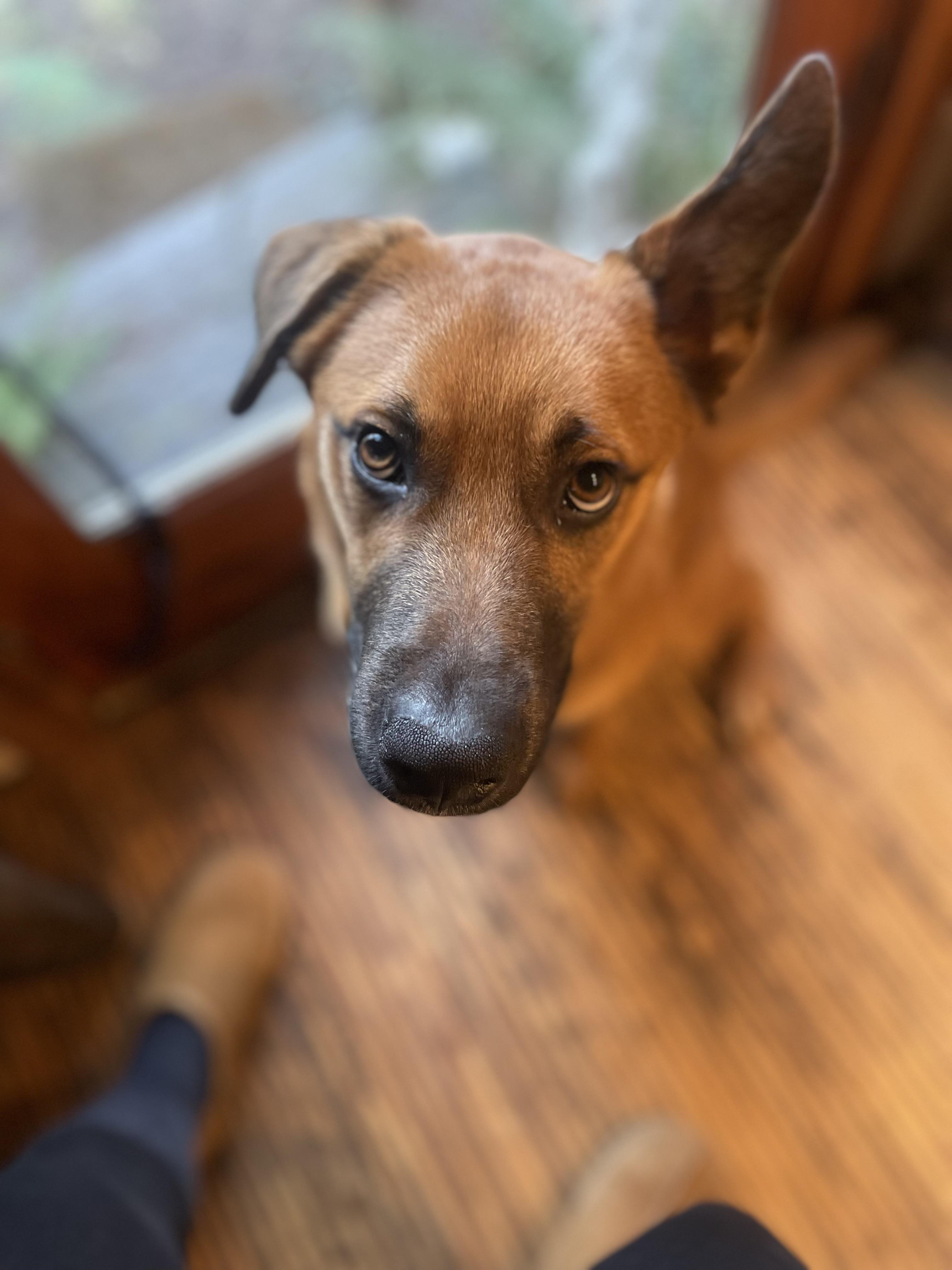 BOWIE, a Adoptable mixed breed in Woodland Hills, CA image 2/6