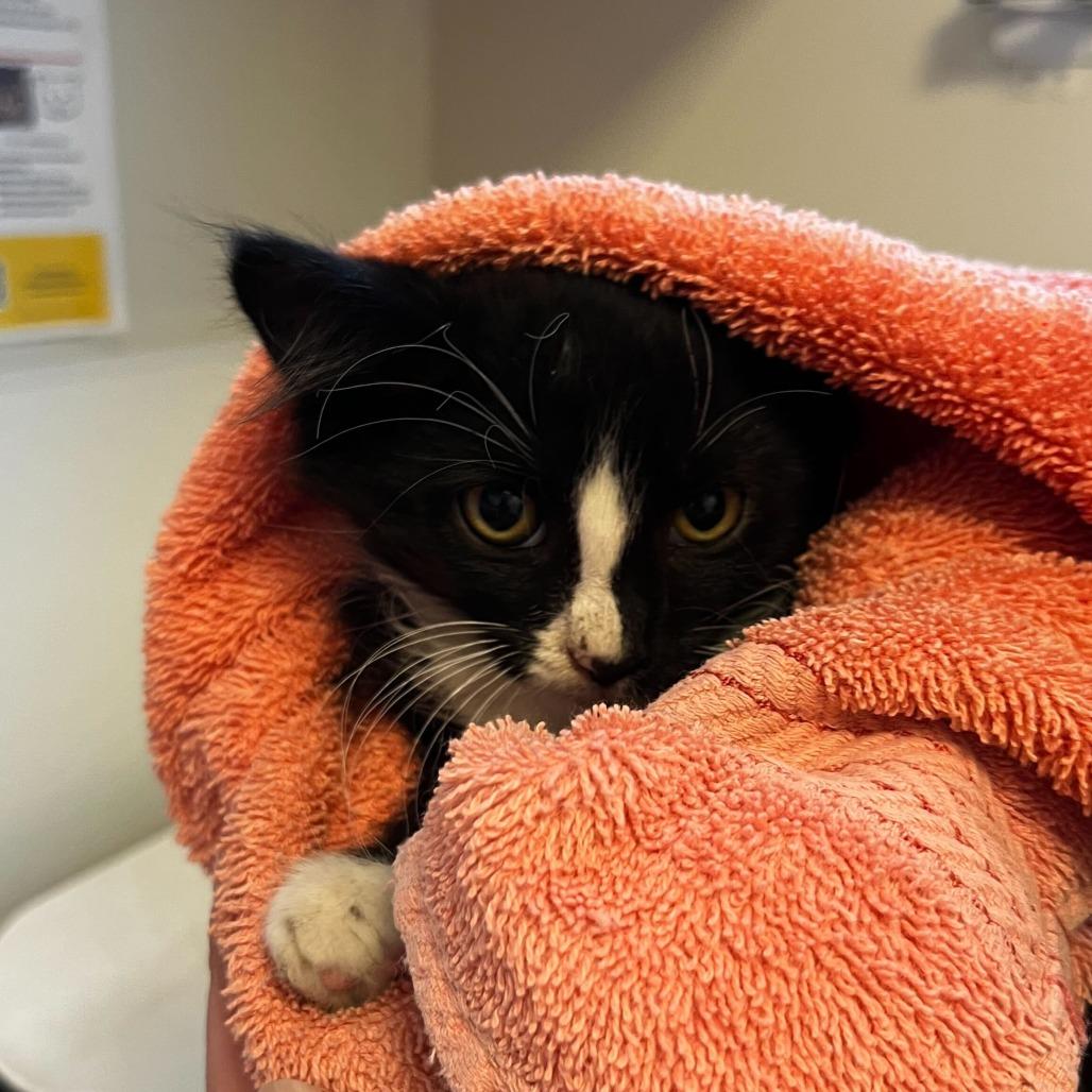 Onion (26-2I-1), a Adoptable Domestic Medium Hair in Rifle, CO image 1/2