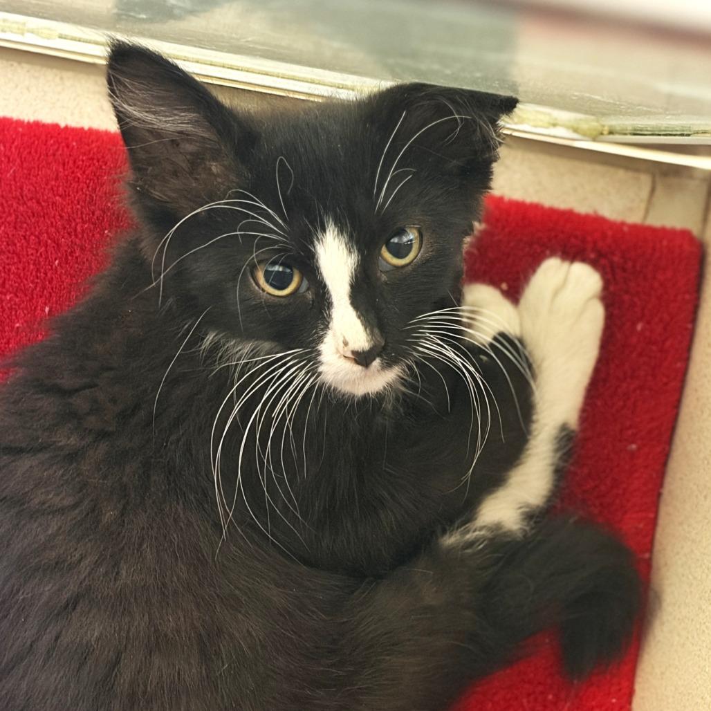 Onion (26-2I-1), a Adoptable Domestic Medium Hair in Rifle, CO image 2/2