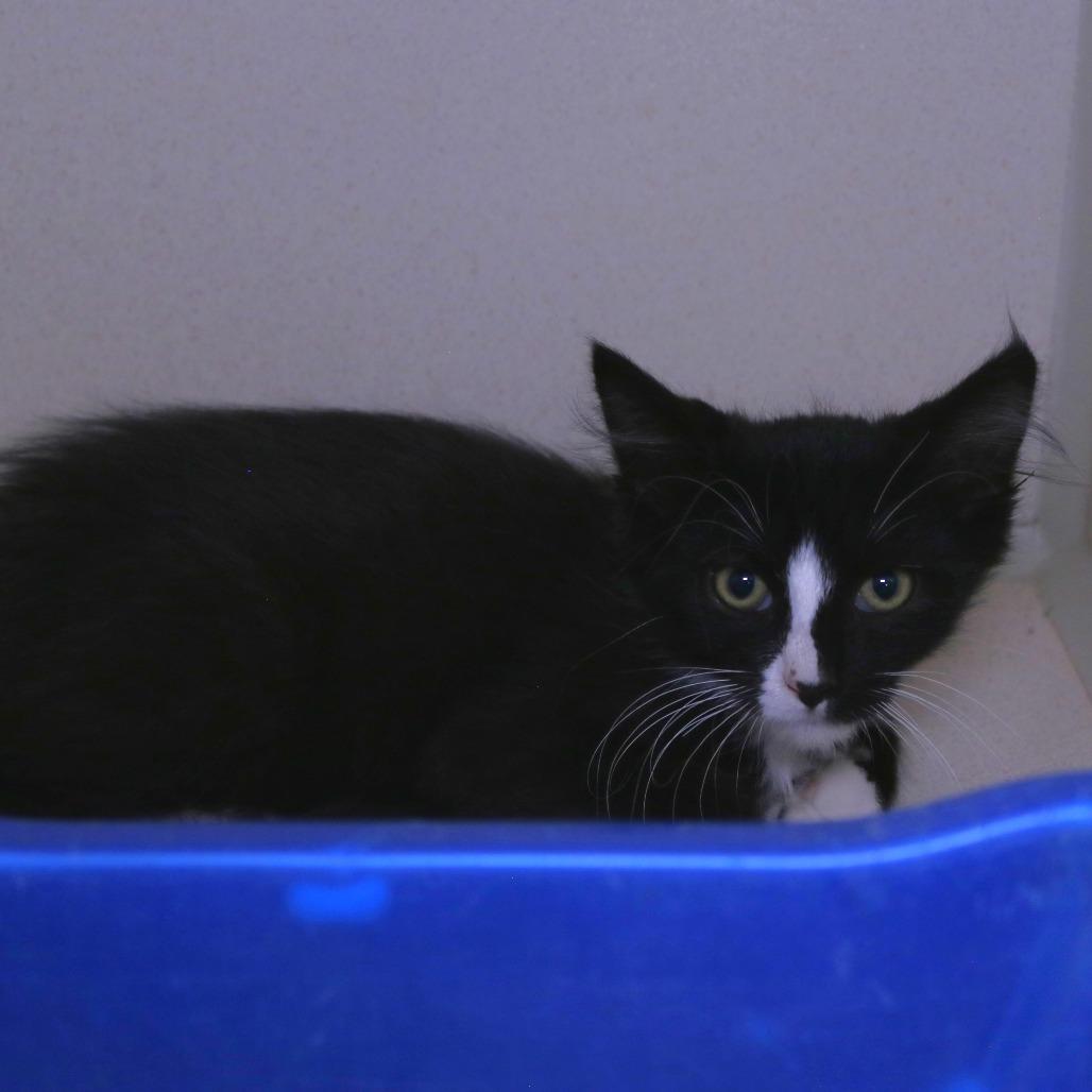 Onion (26-2I-1), a Adoptable Domestic Medium Hair in Rifle, CO image 3/3