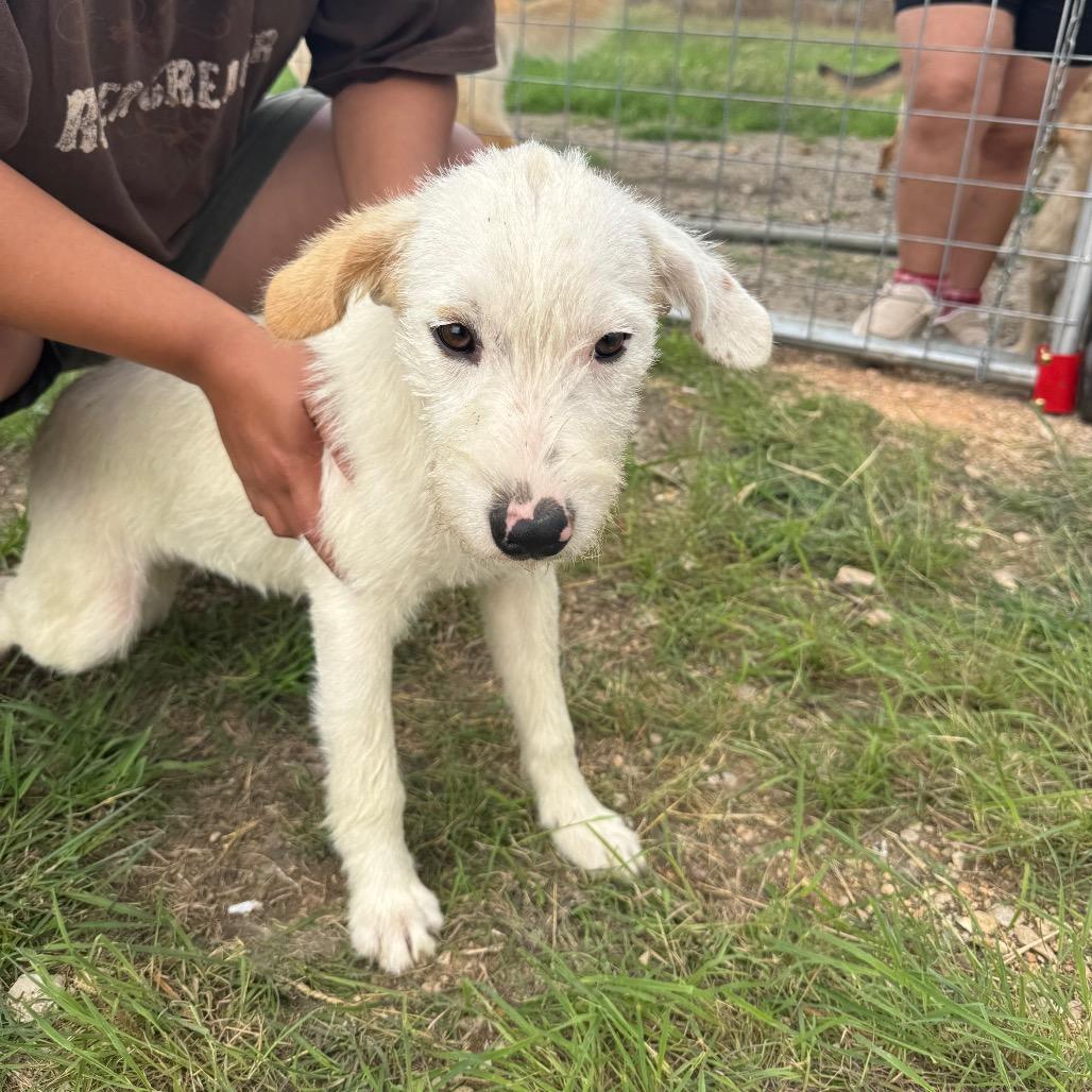 Enlarge Ellie, a Adoptable Terrier in San Antonio, TX image 1/1