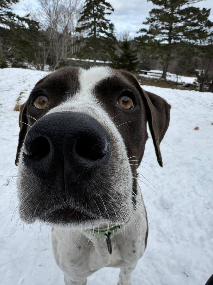 Jester A2637  🇨🇦, Adoptable, Adult Male Pointer.