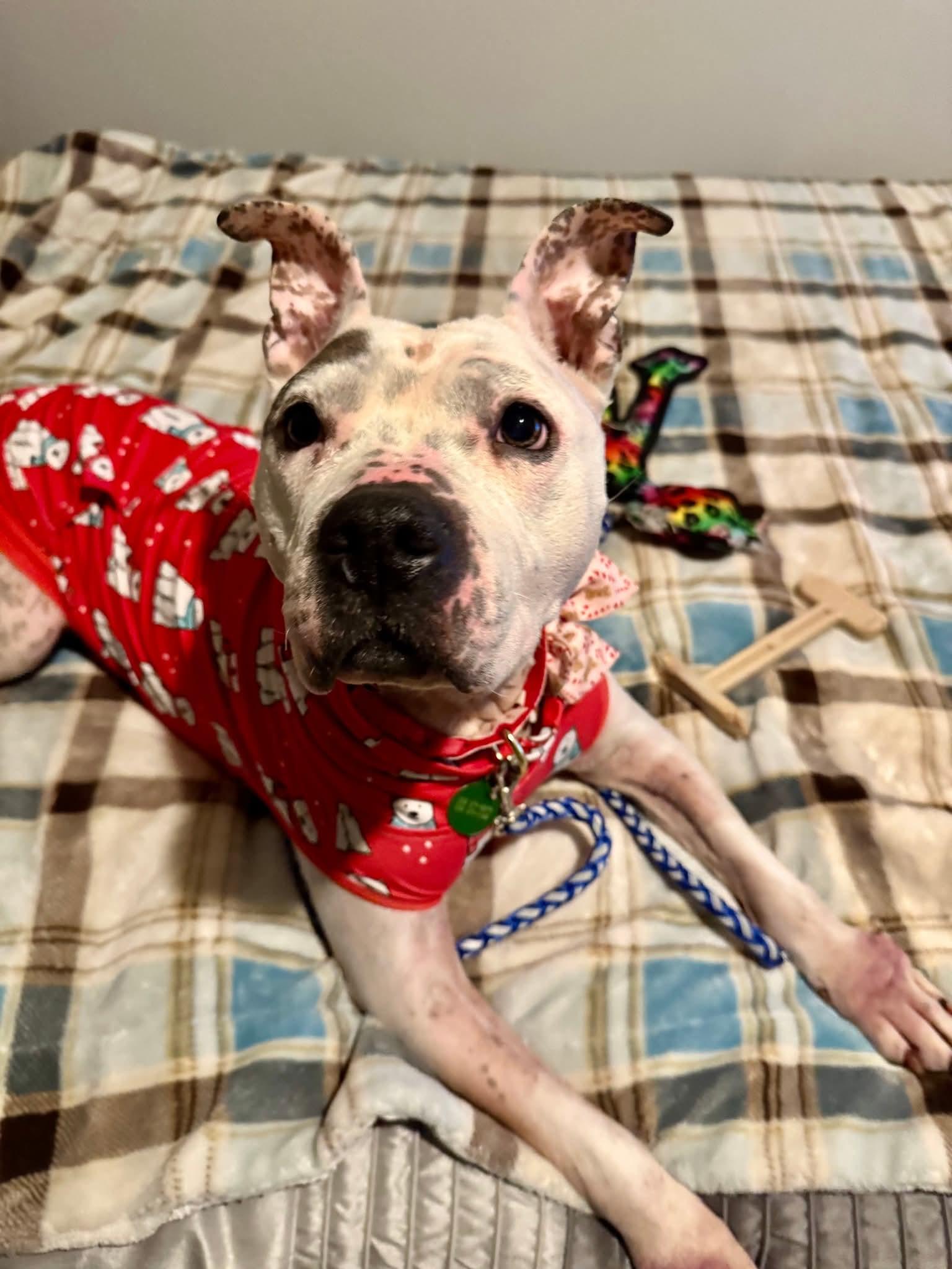 Enlarge Pepper, a ADOPTABLE American Bulldog in Nashville, TN image 2/3