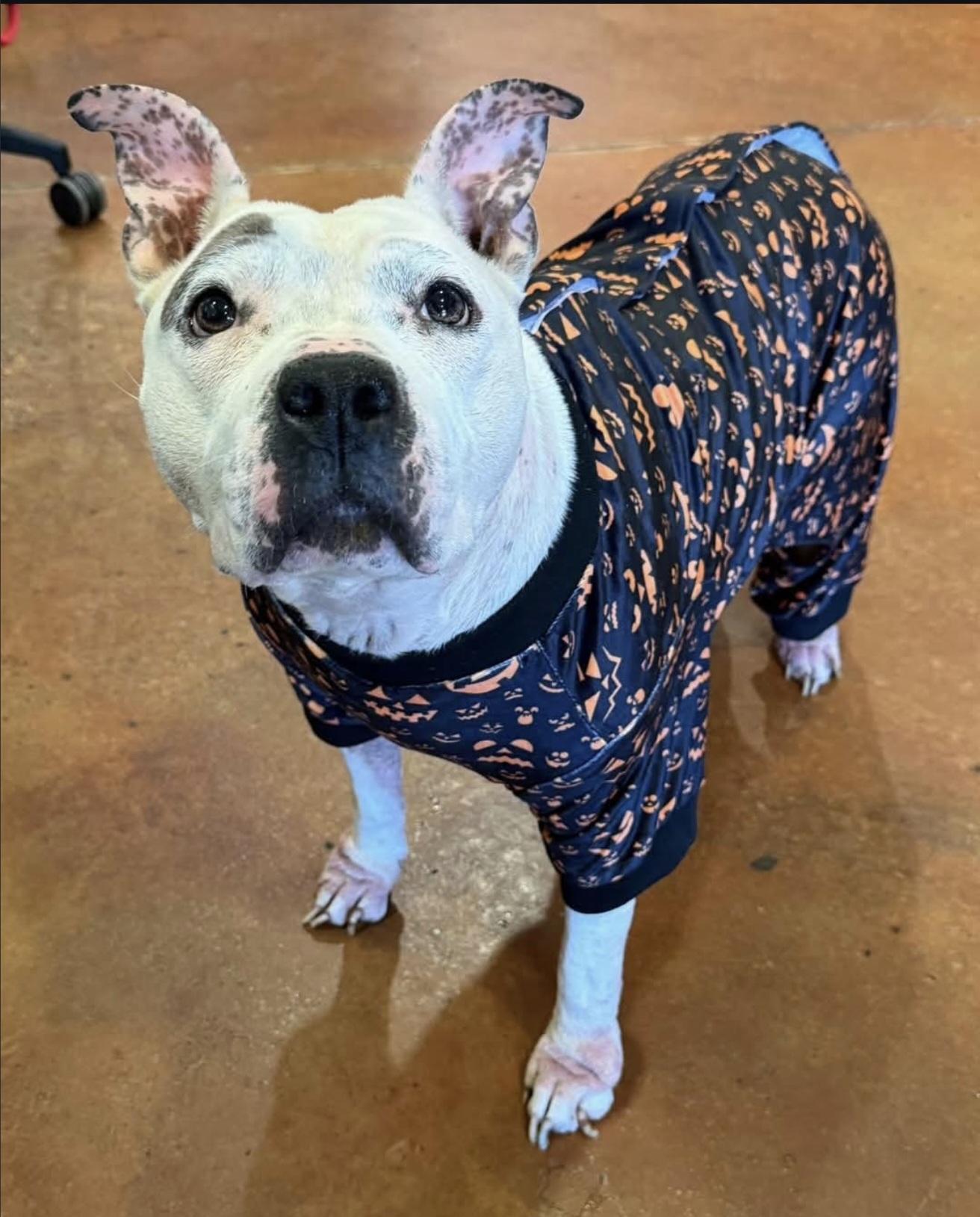 Enlarge Pepper, a ADOPTABLE American Bulldog in Nashville, TN image 3/3