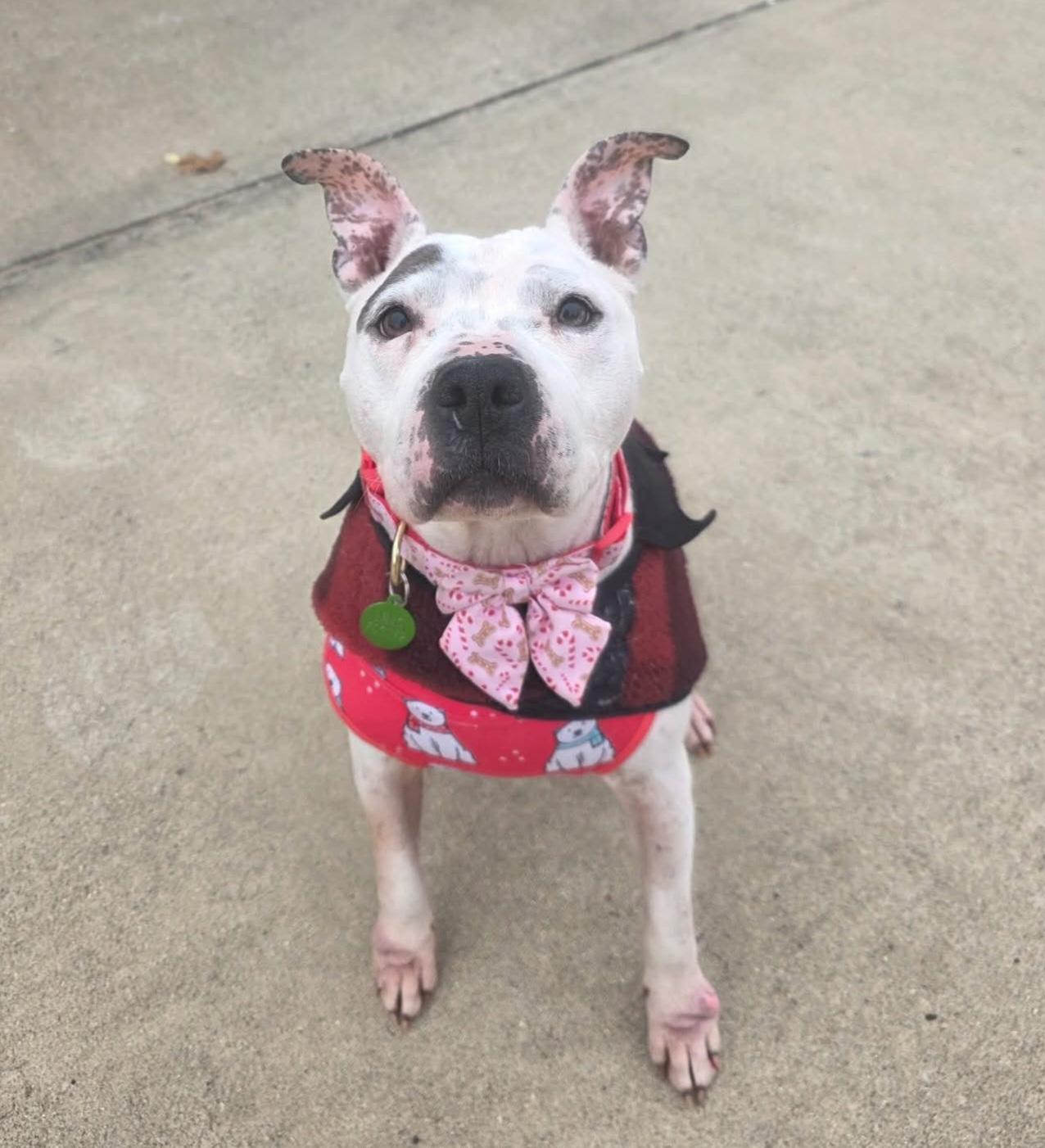 Pepper, ADOPTABLE, Senior Female American Bulldog.