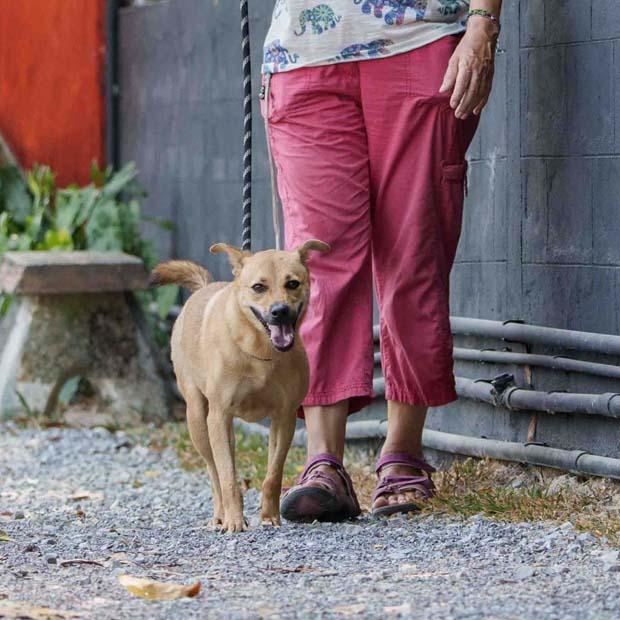 Motor (Soi Dog), a Adoptable mixed breed in San Diego, CA image 2/5