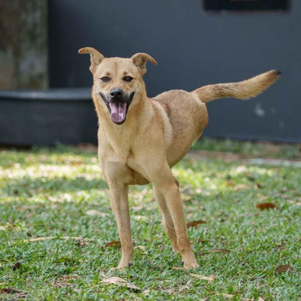 Motor (Soi Dog), a Adoptable mixed breed in San Diego, CA image 3/5