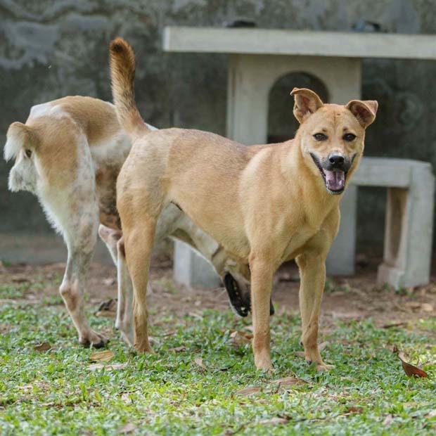 Enlarge Motor (Soi Dog), a Adoptable mixed breed in San Diego, CA image 5/5