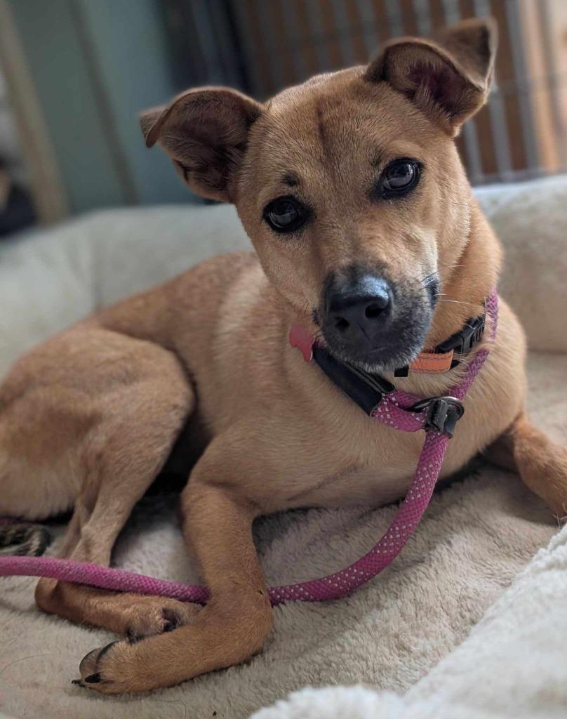 Motor (Soi Dog), a Adoptable mixed breed in San Diego, CA image 4/5