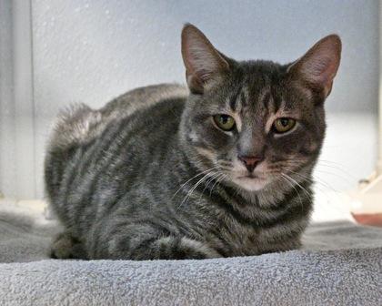 Frank Langdon, Adoptable, Young Male Domestic Short Hair.