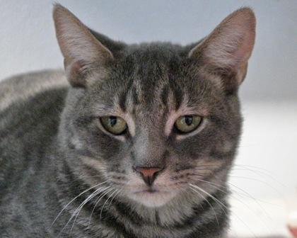 Enlarge Frank Langdon, a Adoptable Domestic Short Hair in West Seneca, NY image 2/2