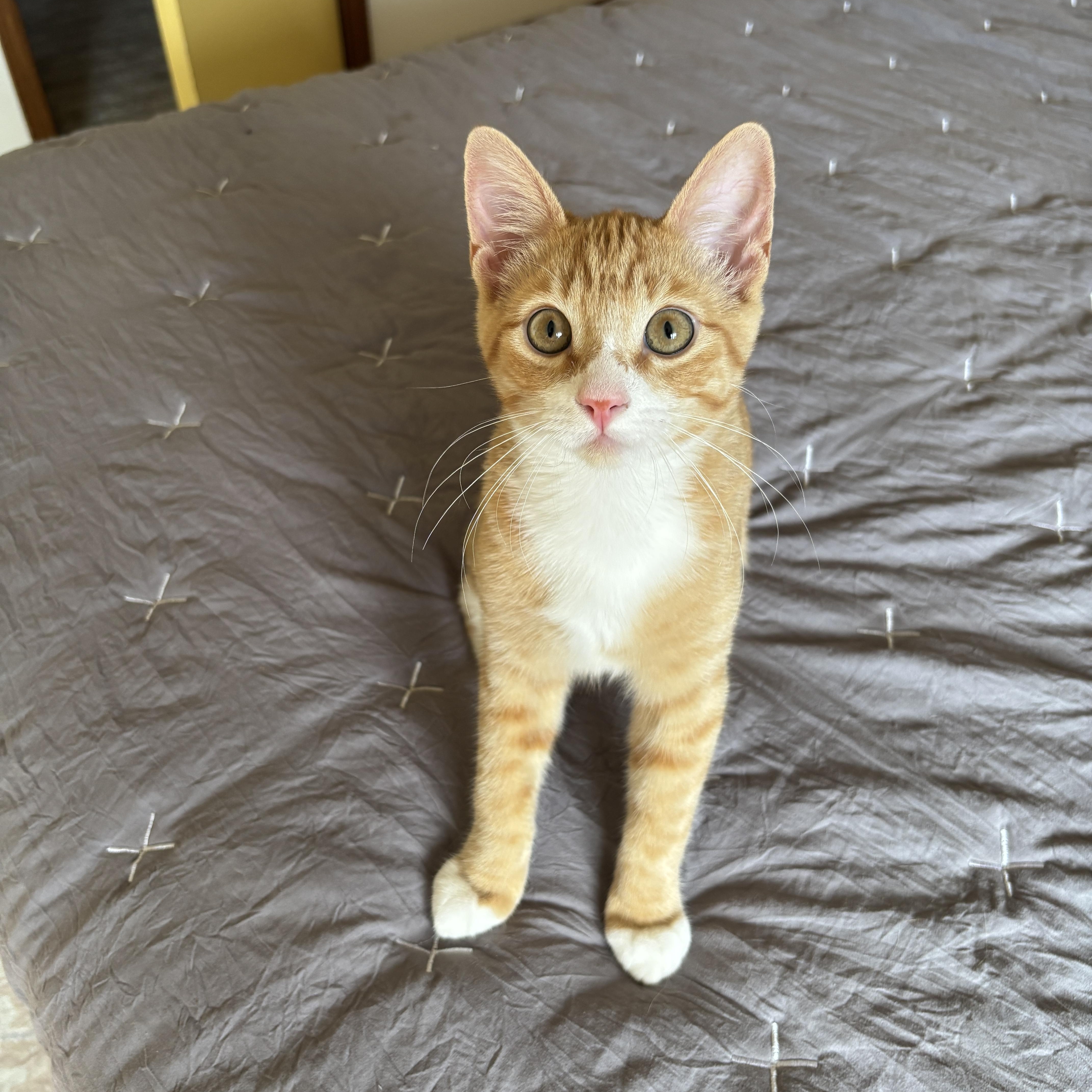Conan, a ADOPTABLE Domestic Short Hair in Pinole, CA image 2/3