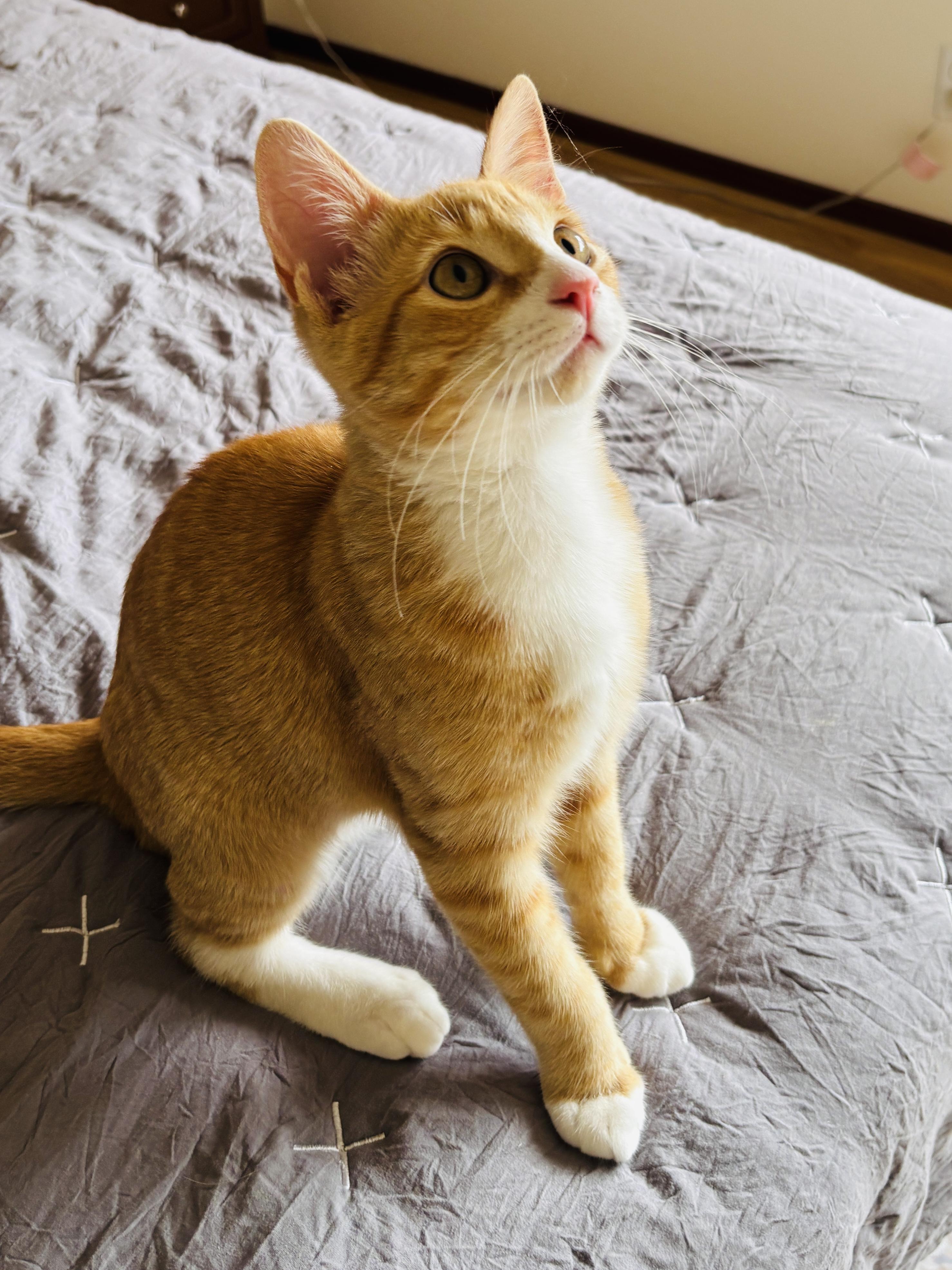 Conan, a ADOPTABLE Domestic Short Hair in Pinole, CA image 3/3