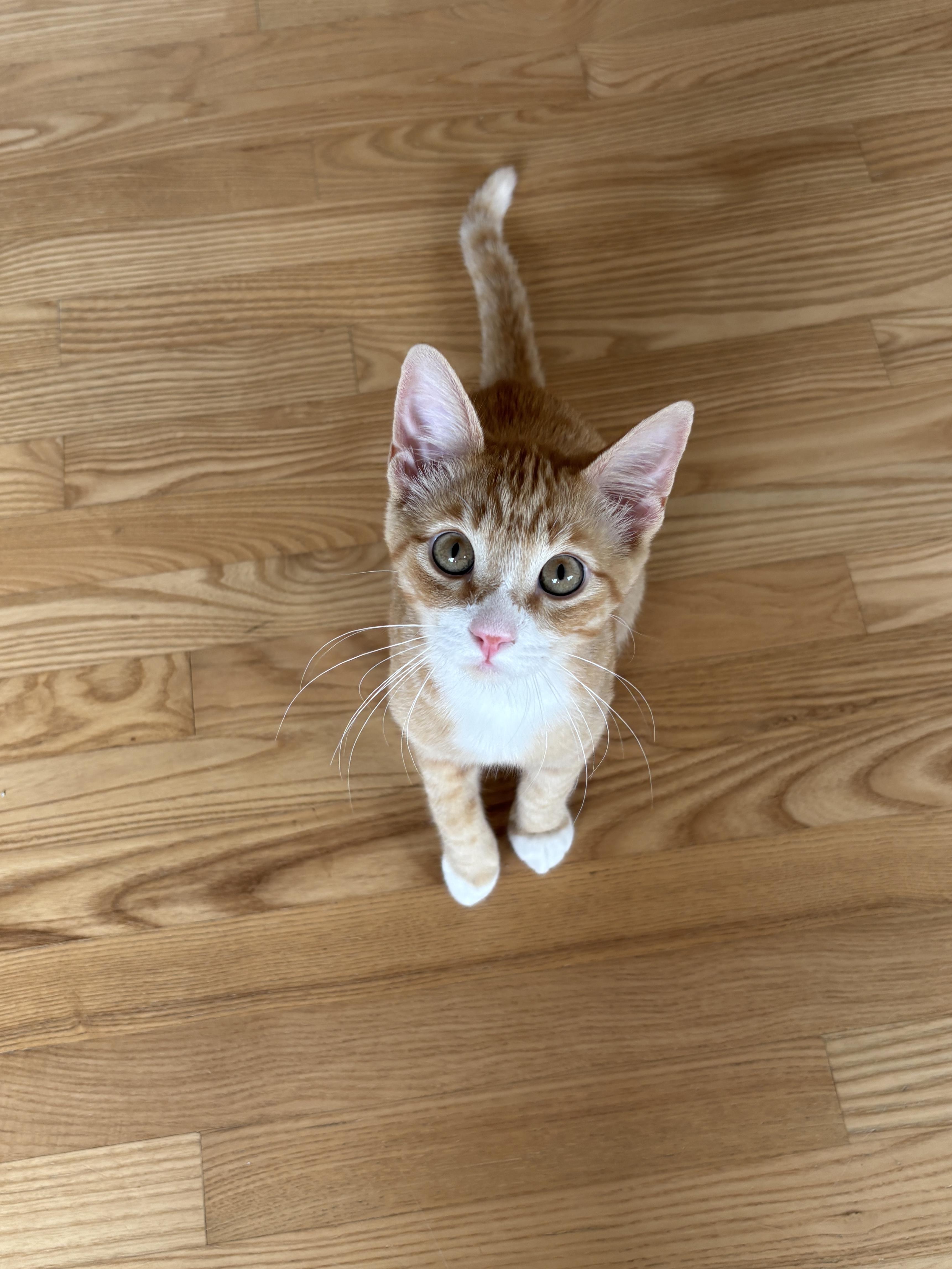 Conan, ADOPTABLE, Kitten Male Domestic Short Hair.