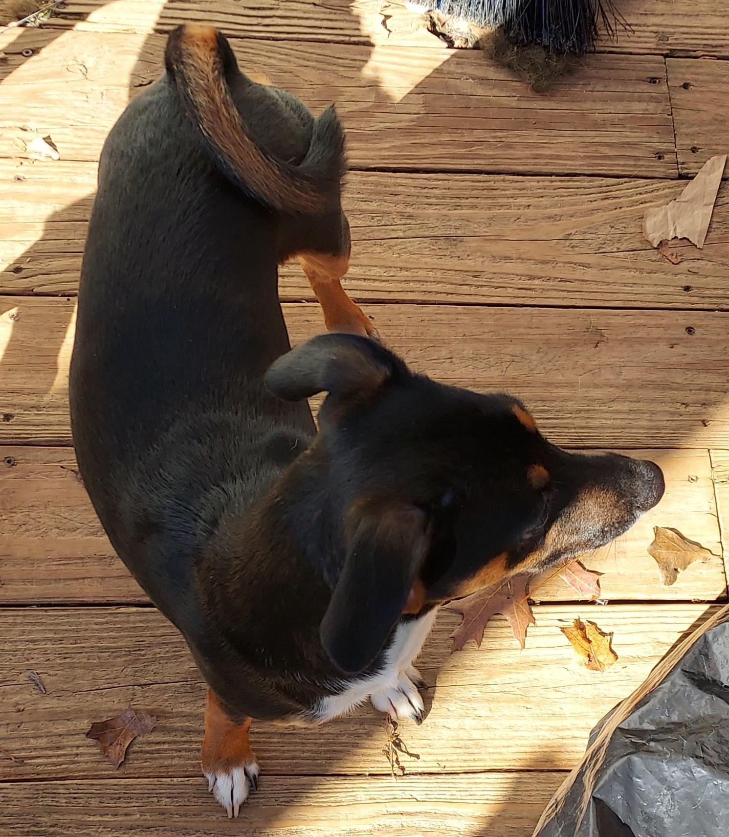 Enlarge Bruno, a Adopted mixed breed in Ellijay, GA image 5/6