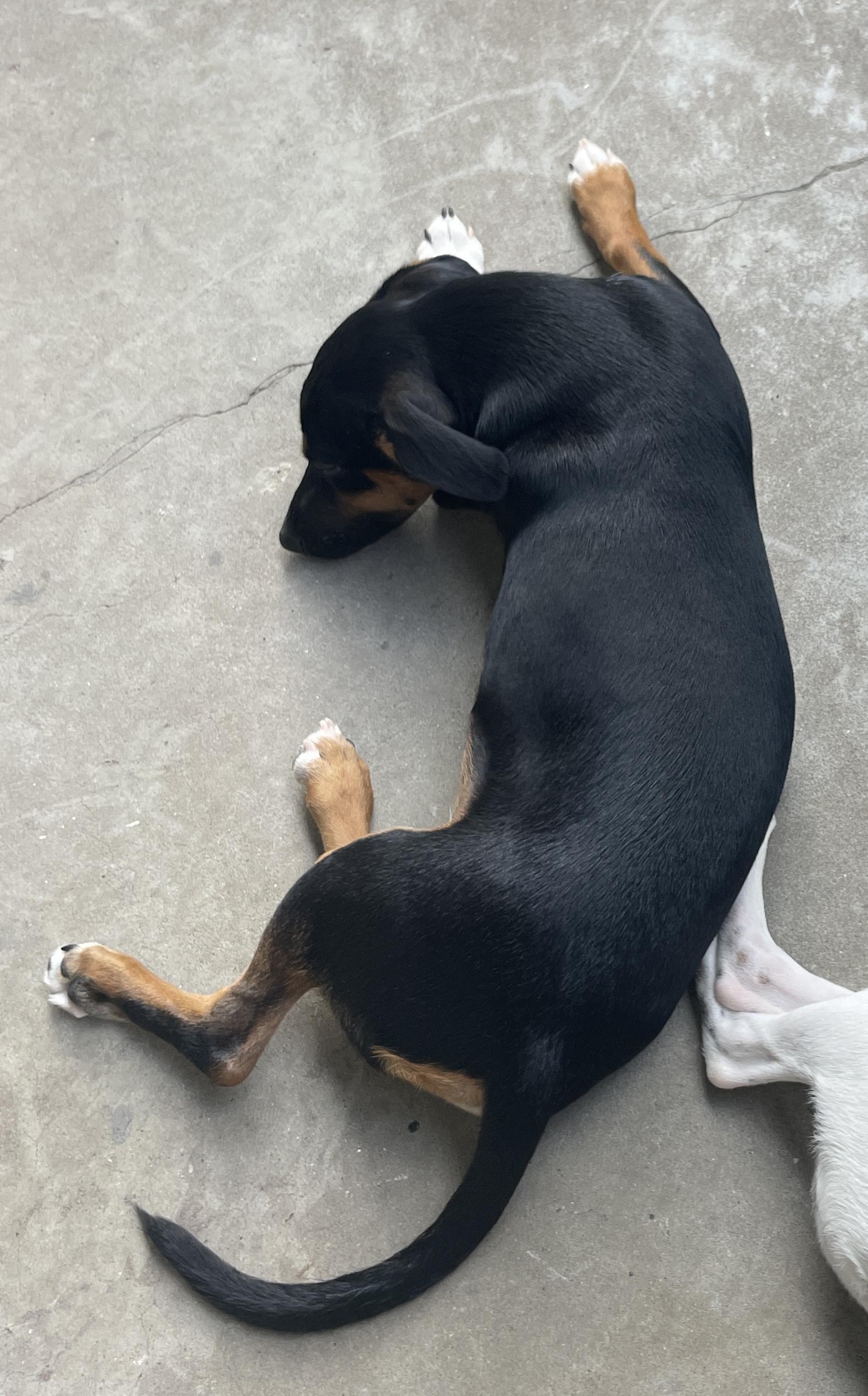 Enlarge Bruno, a Adopted mixed breed in Ellijay, GA image 6/6