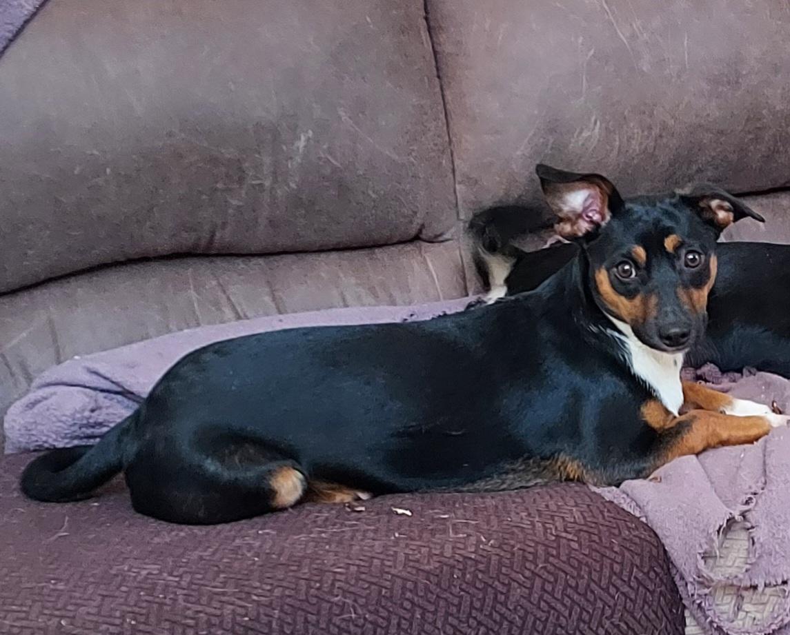 Enlarge Bruno, a Adopted mixed breed in Ellijay, GA image 2/6