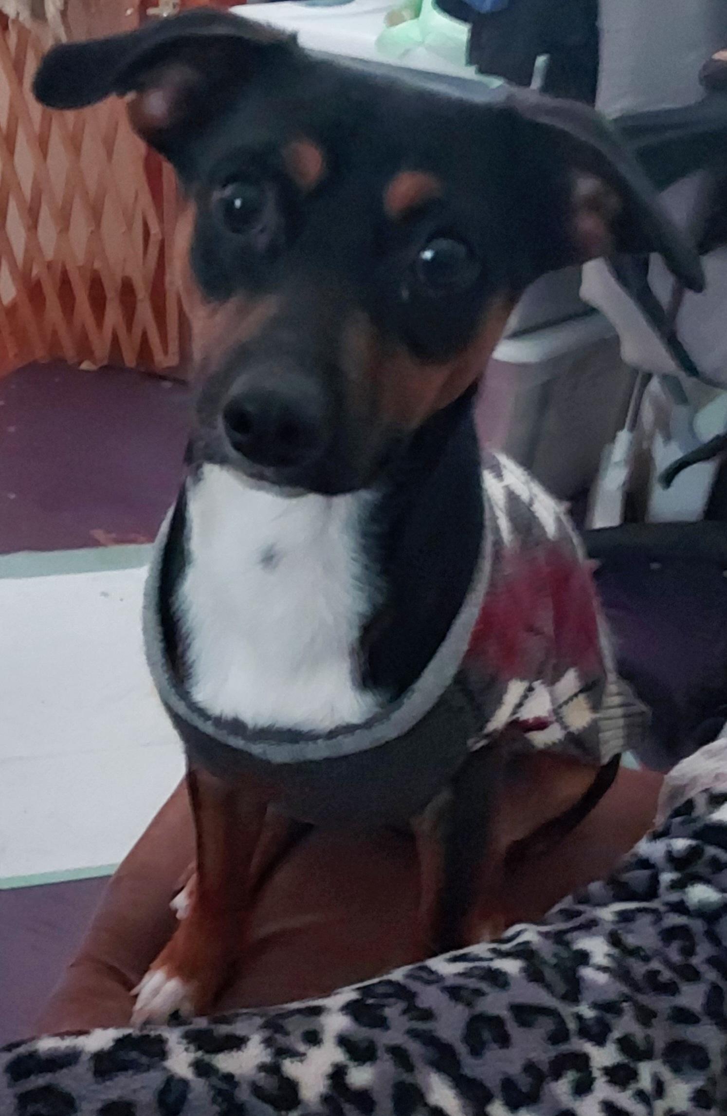 Bruno, Adopted, Young Male Beagle & Chihuahua.