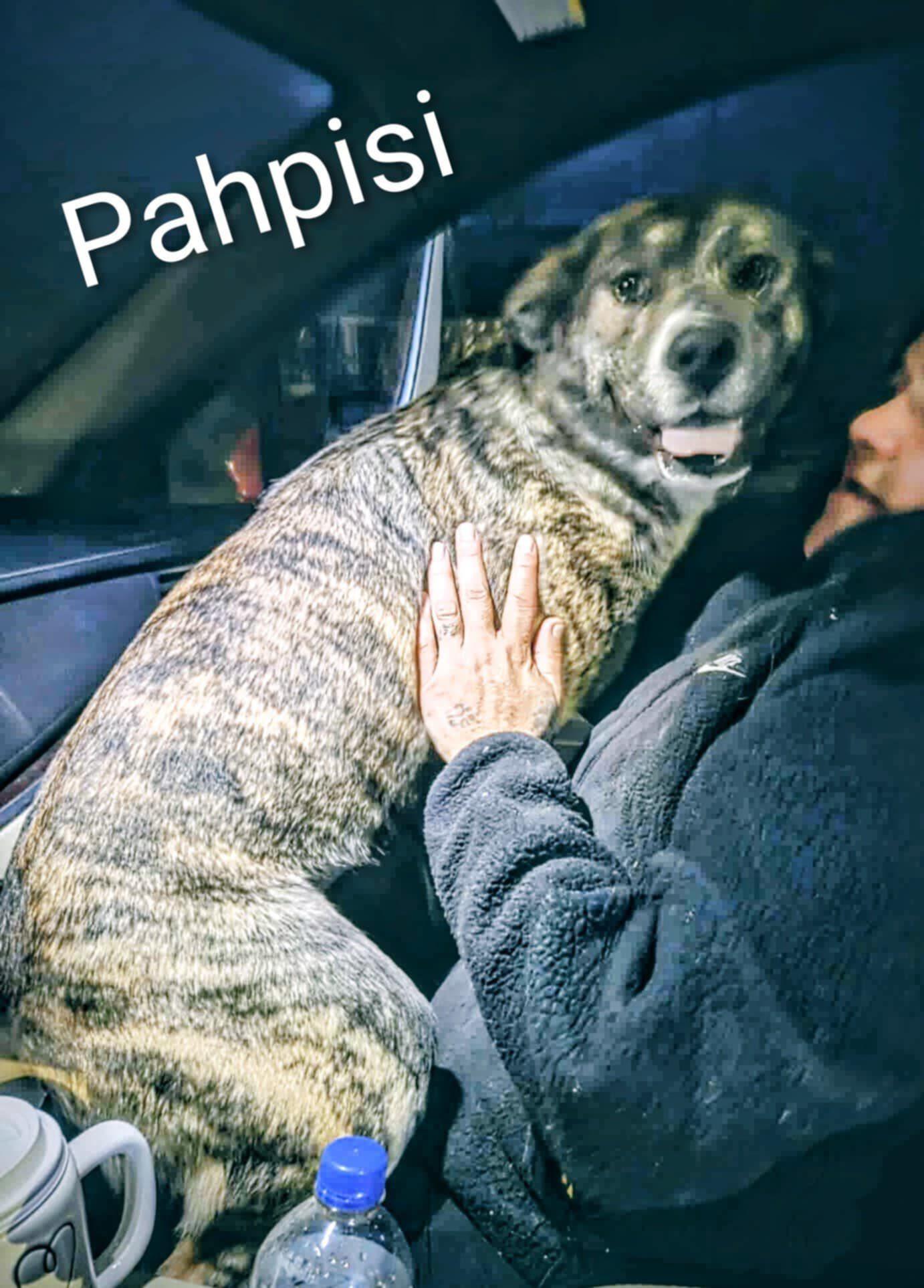 Pahpisi (20251029-01)