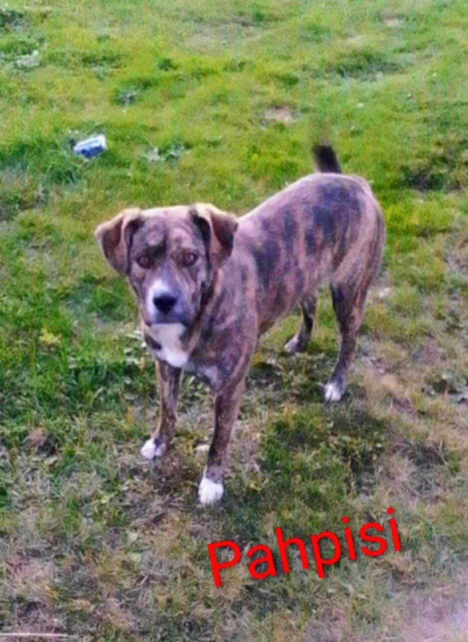 Pahpisi (20251029-01)