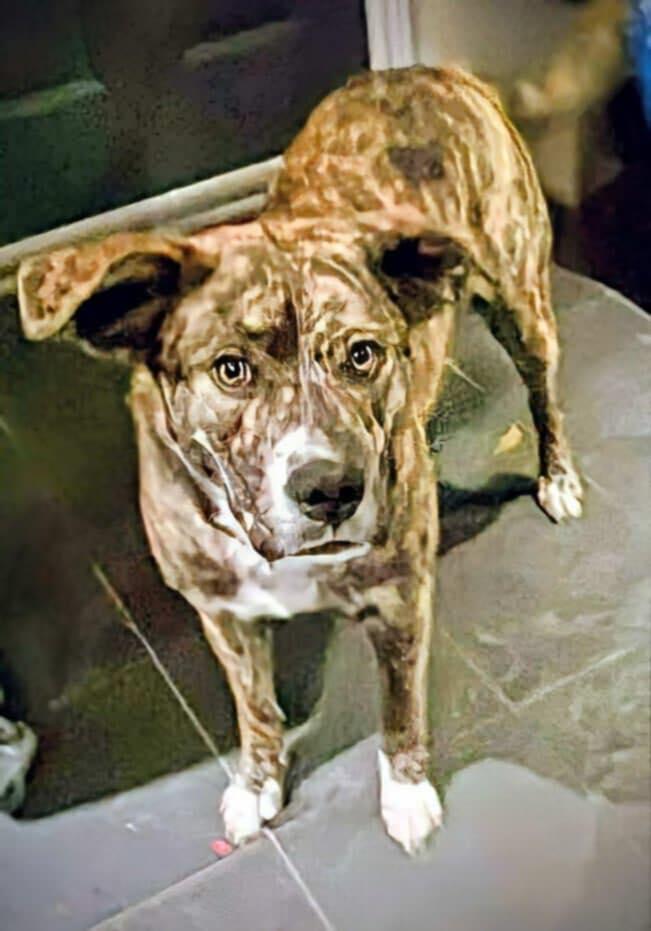 Pahpisi (20251029-01)